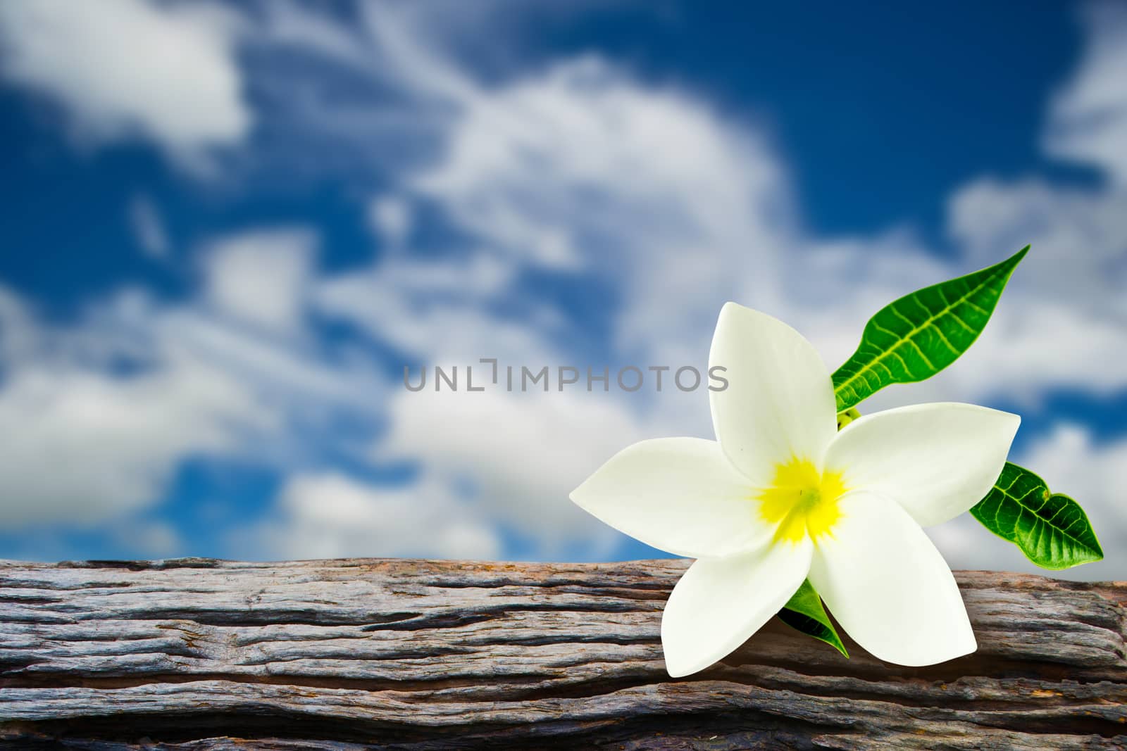 Plumeria (frangipani) flowers with sky blur on background by Thanamat