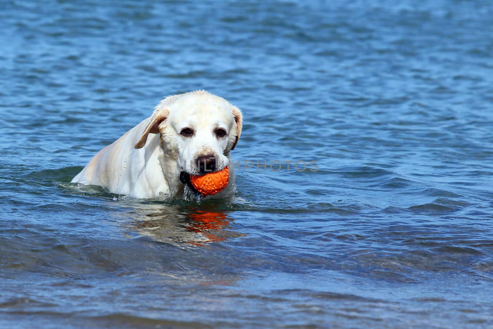 yellow labradors swimming in the sea with an orange ball