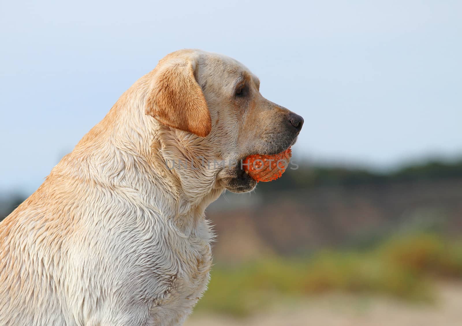yellow labrador playing with an orange ball in sand portrait
