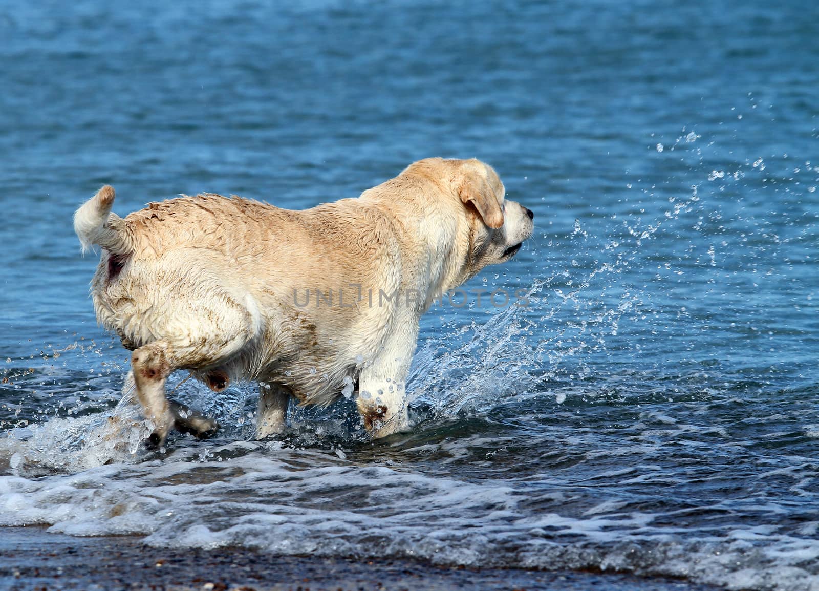 a yellow labrador swimming in the sea