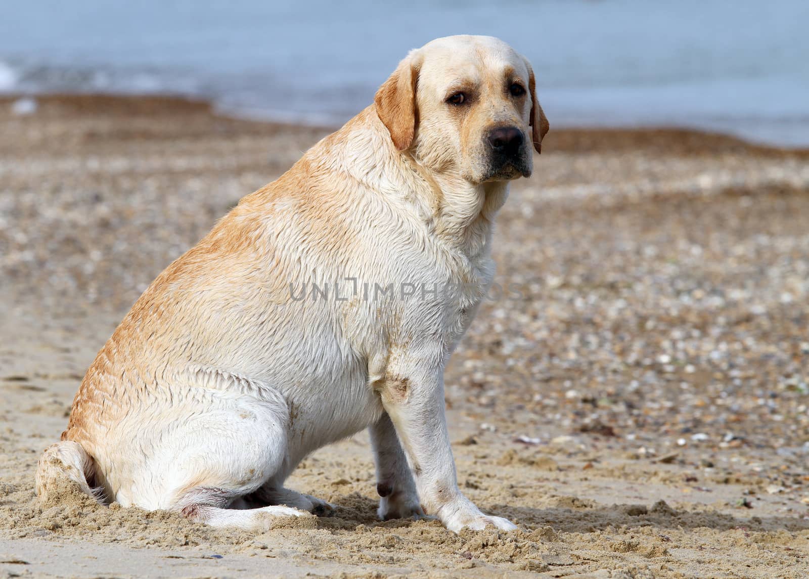 a yellow labrador at the sea portrait