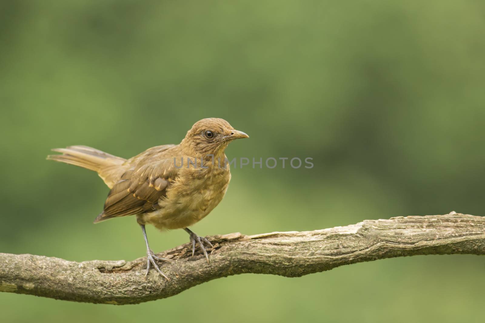 The Clay-colored Thrush or Yiguirro is the national bird of Costa Rica.