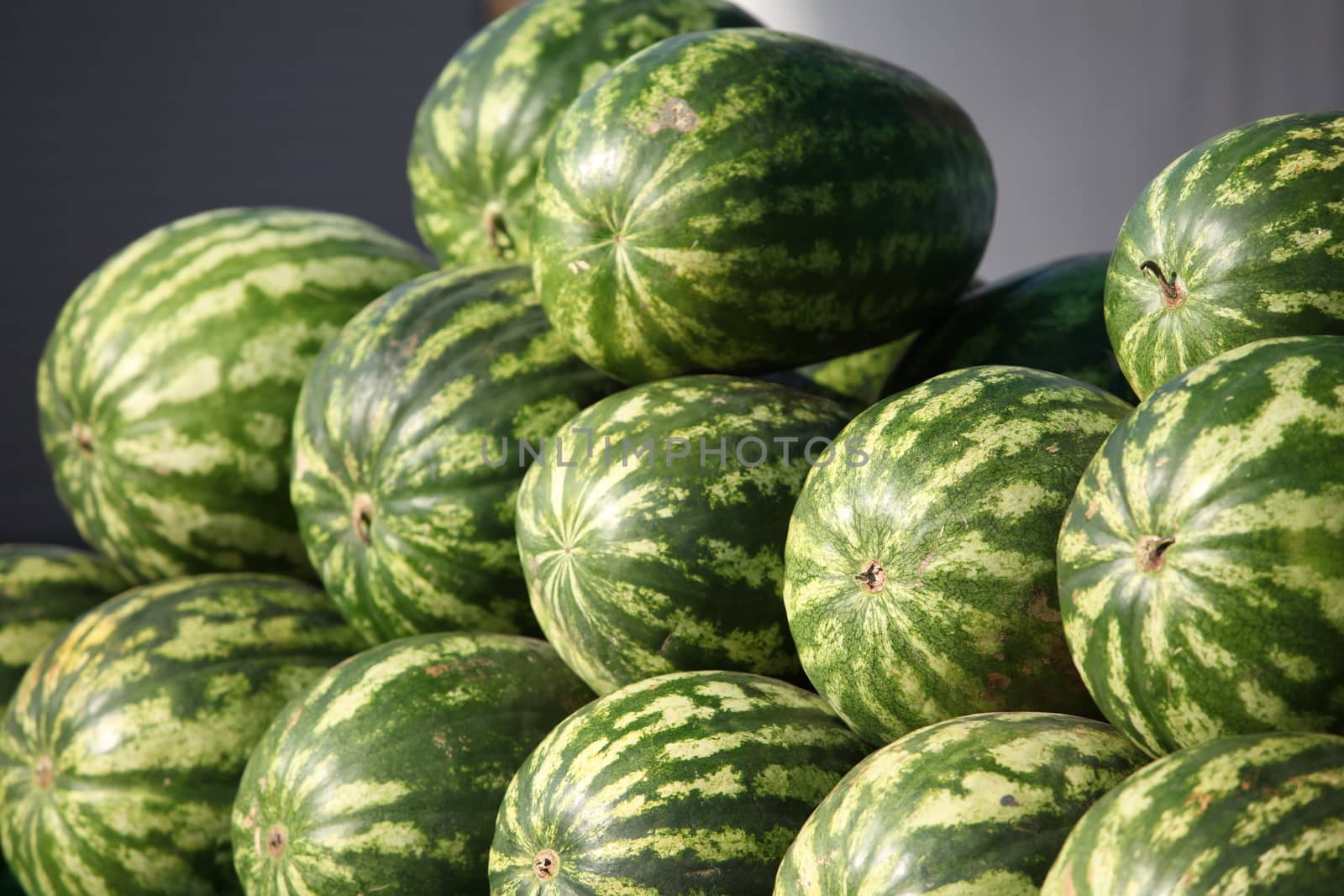 Many big sweet Striped watermelons