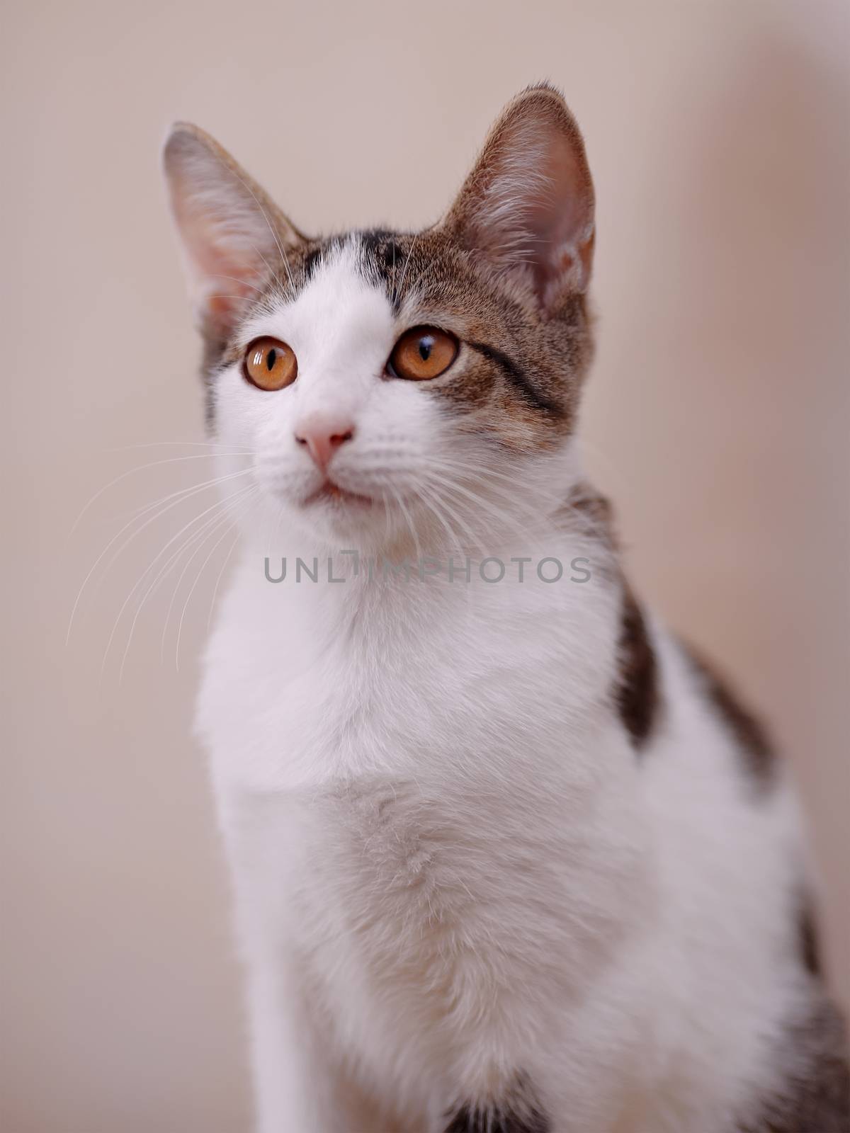 Portrait of a cat. by Azaliya