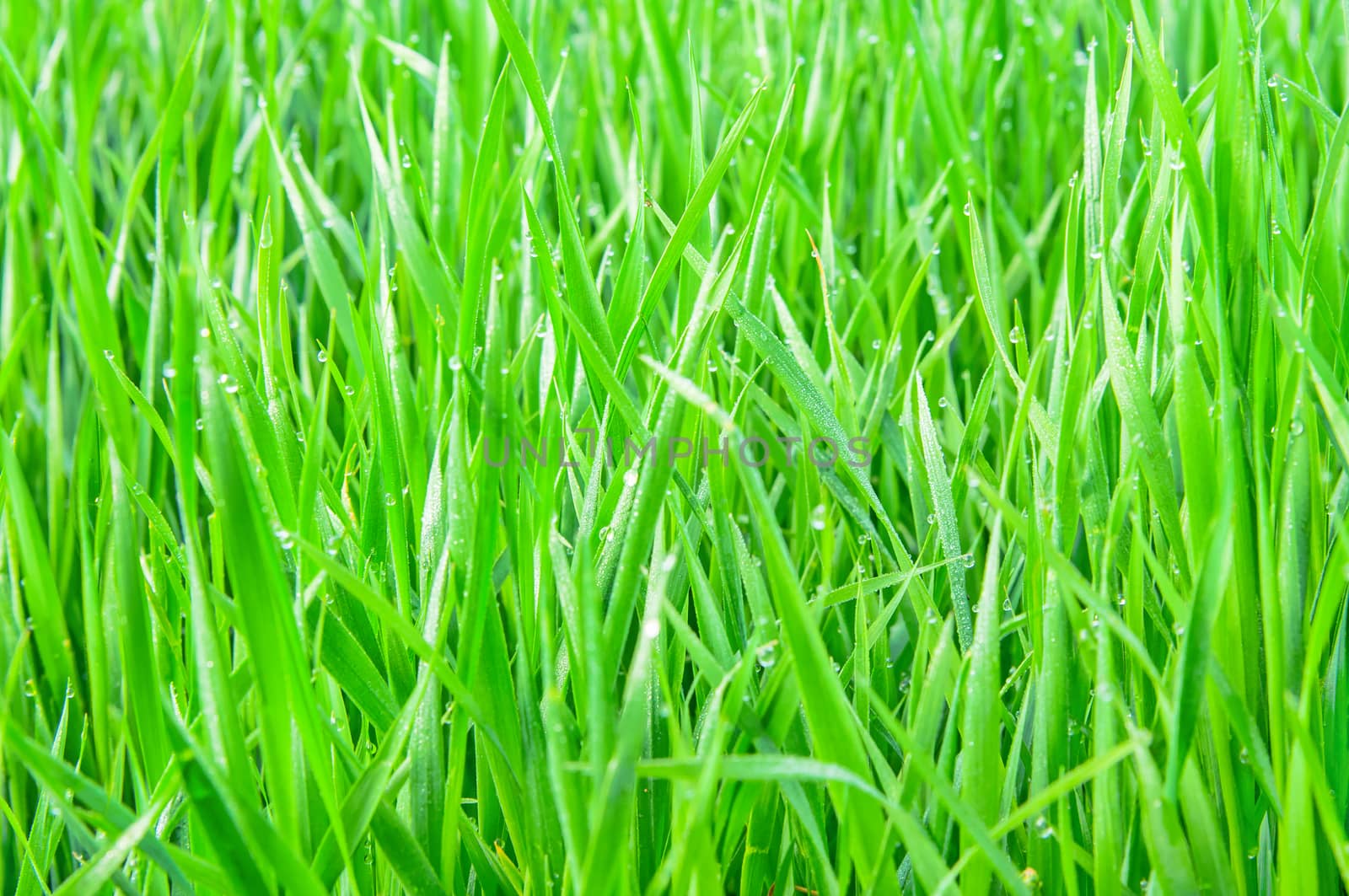 Fresh green grass with water droplet