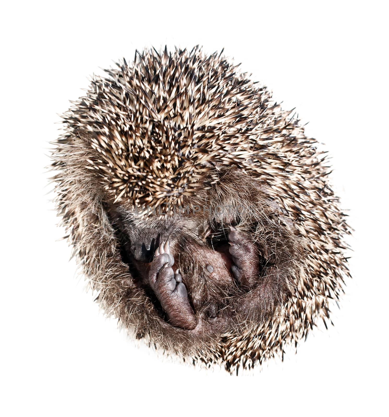 Eurasian hedgehog curled up into a ball on a white background