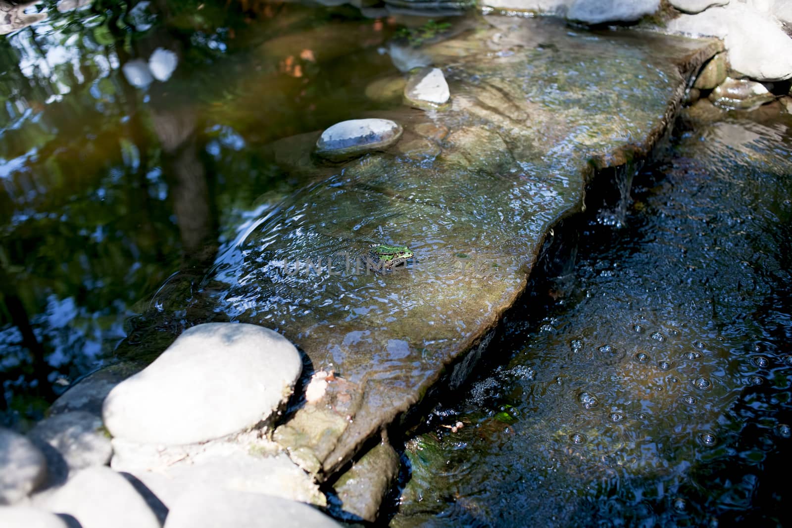 Green lake frog sitting on a rock in running water