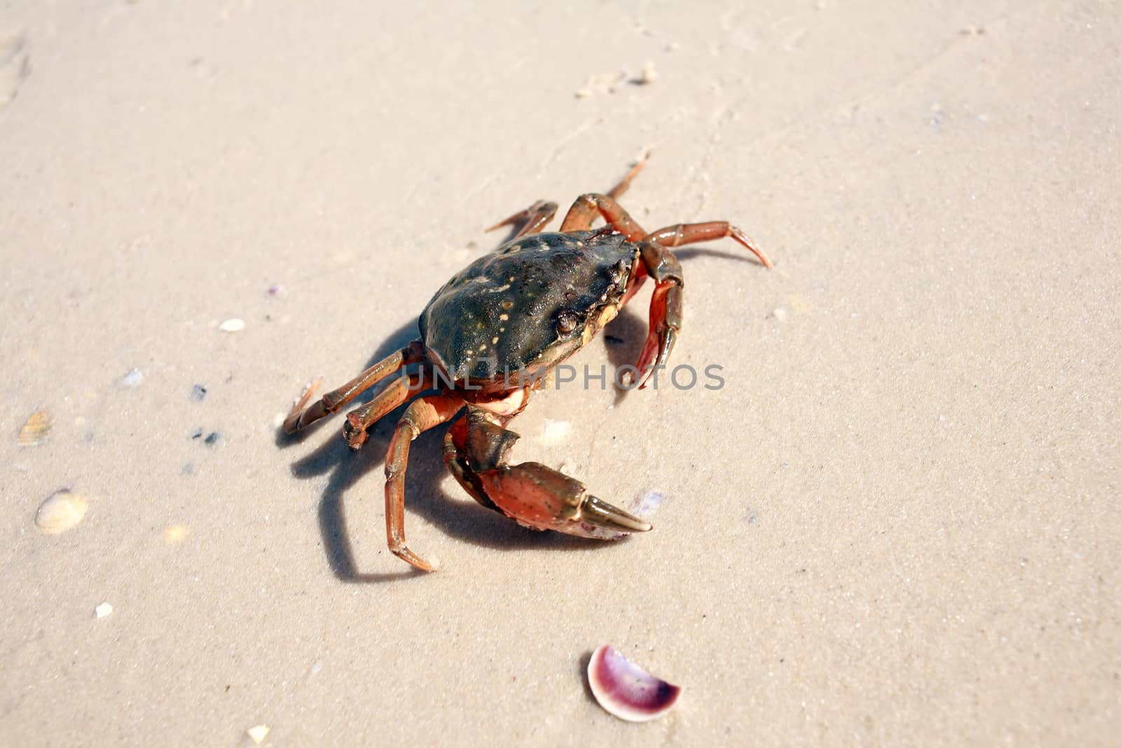 Marine crab on the shore on the yellow sand