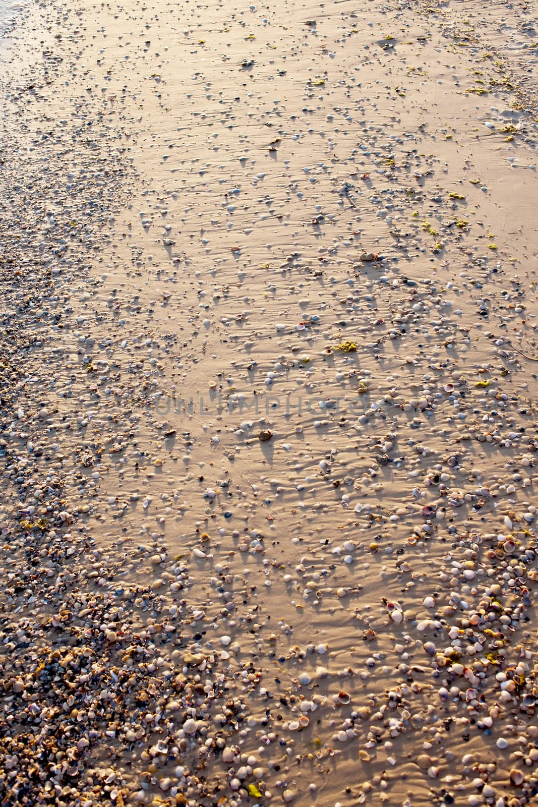 Background image in the form of sand with shells on the sea shore station at sunset