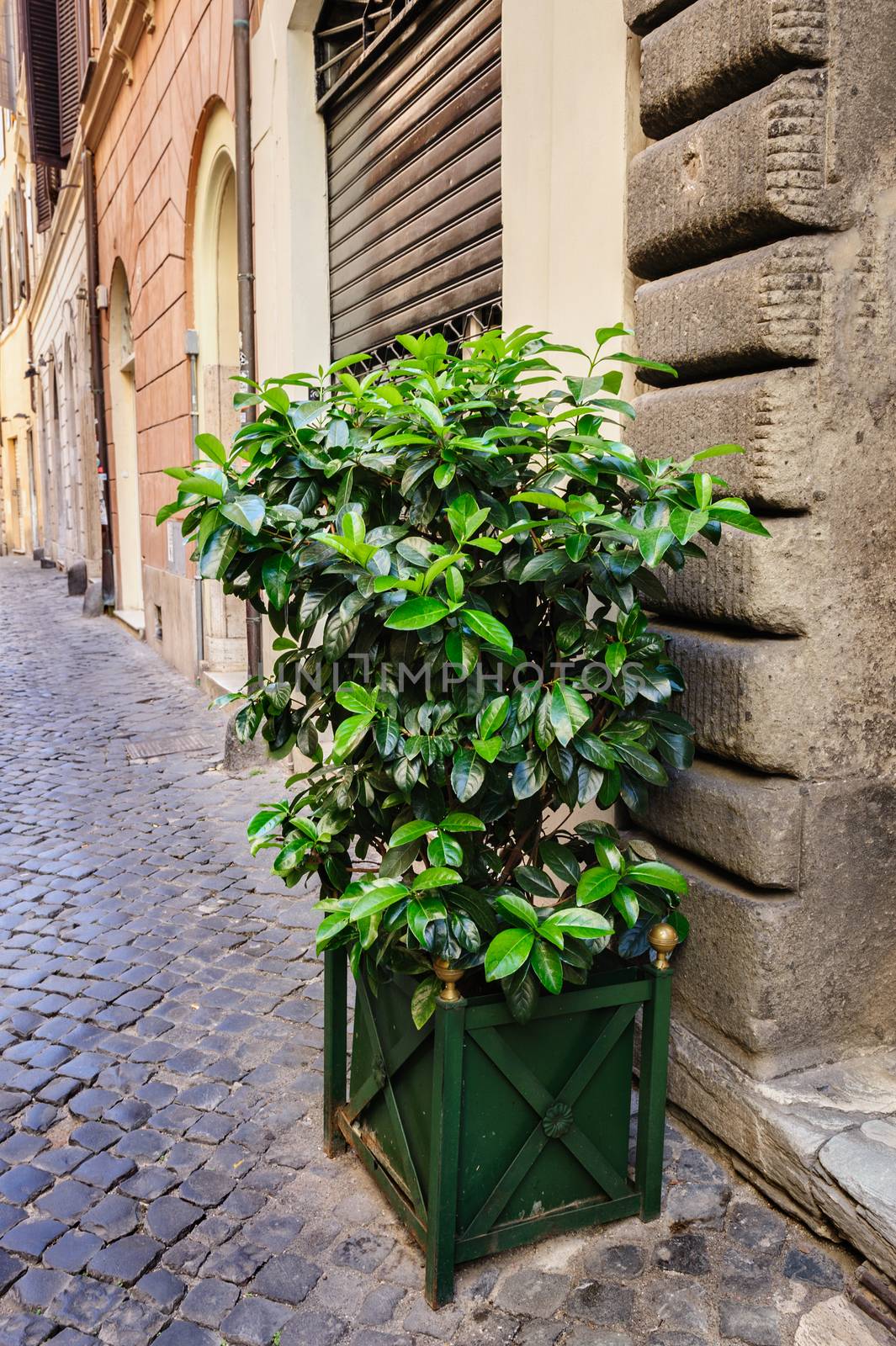 Pipal tree in pot, old streets of Rome, Italy