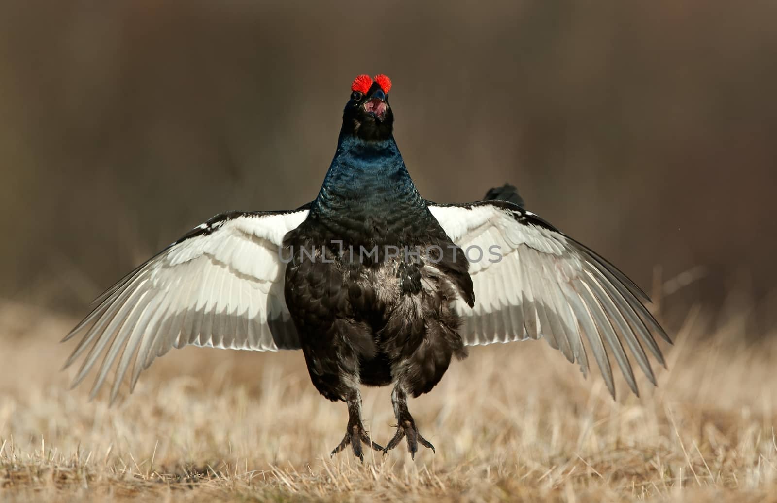 Jumping Black Grouse  by SURZ
