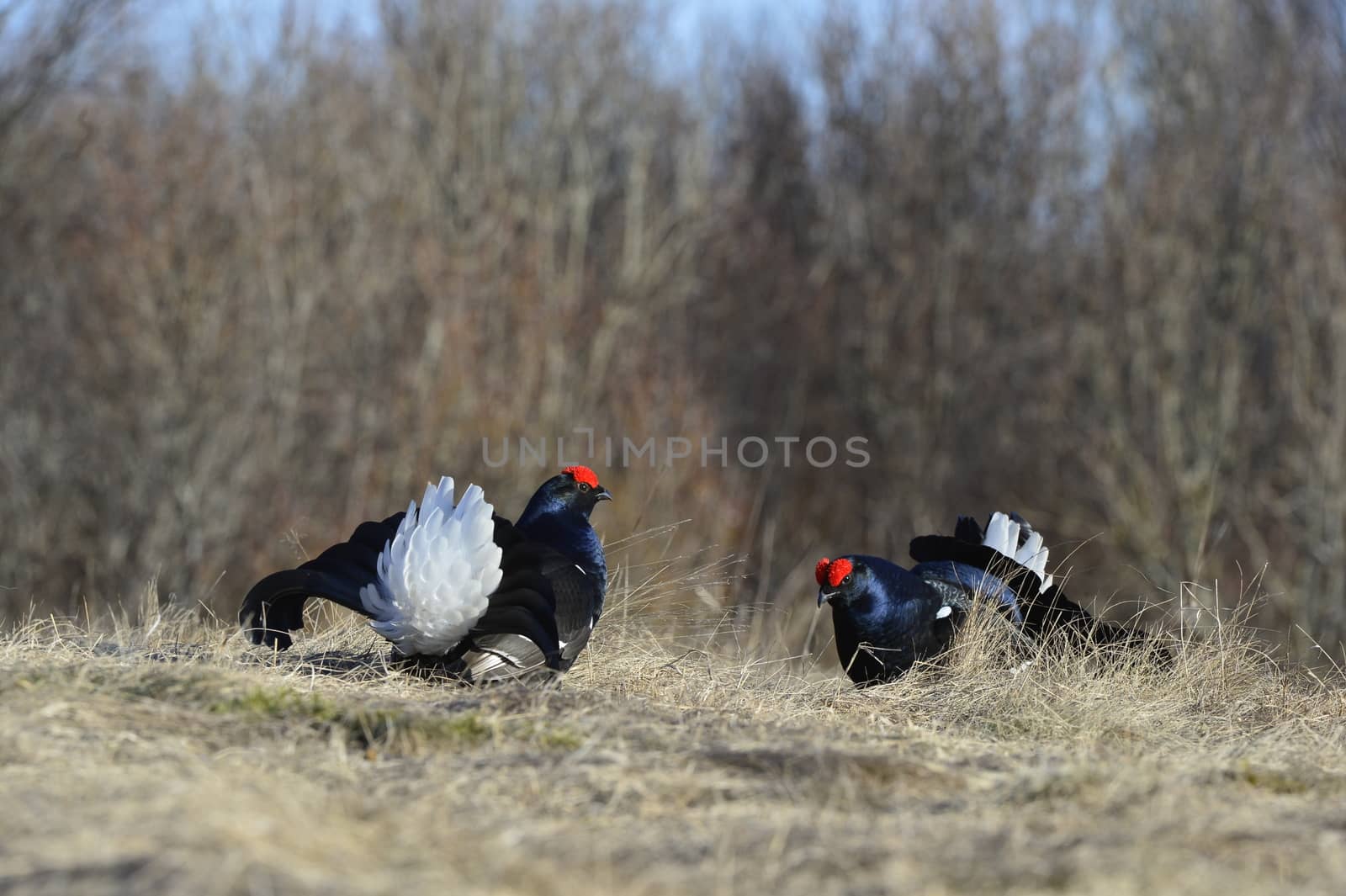 Lekking Black Grouse  by SURZ