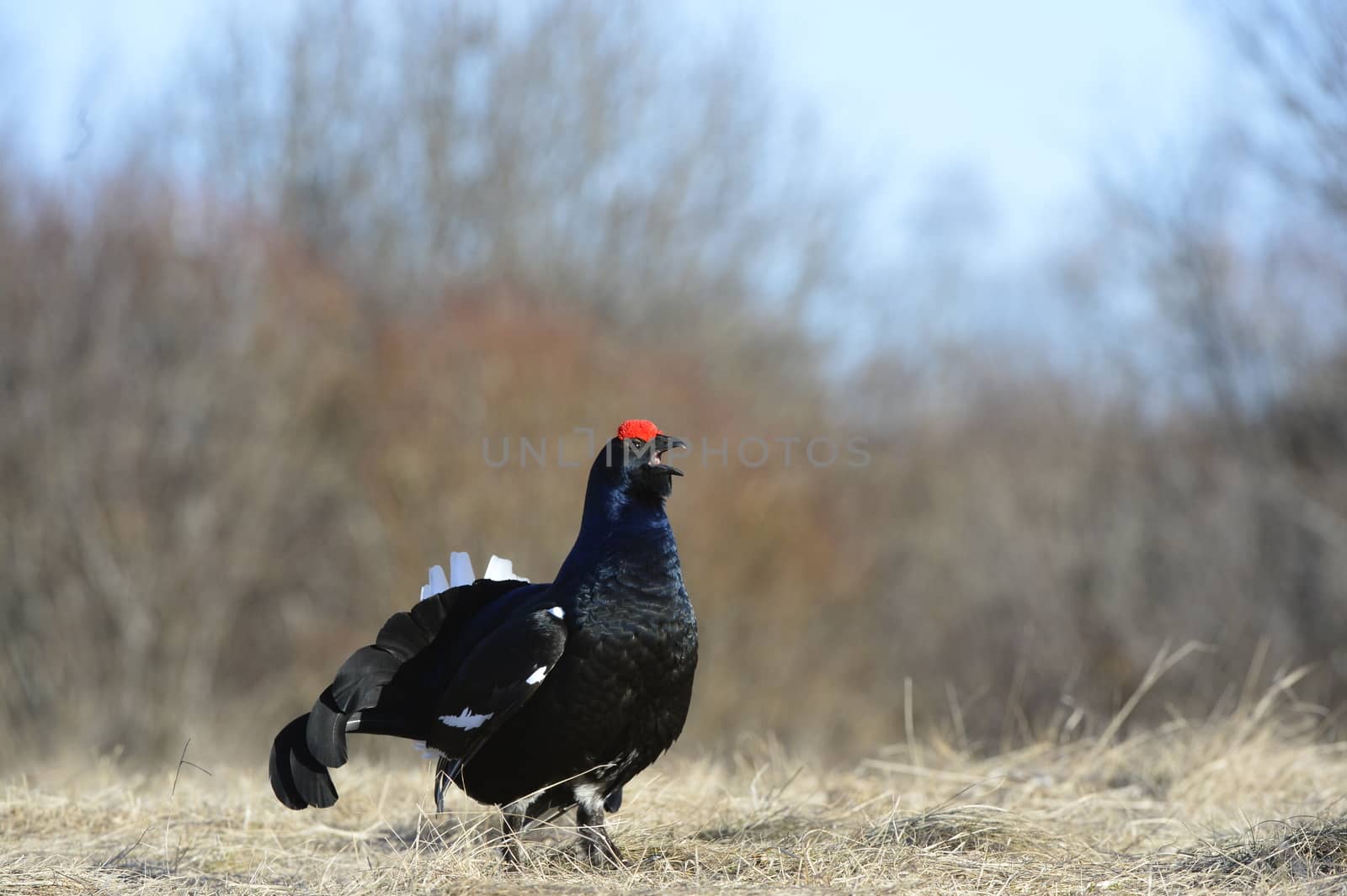 Lekking Black Grouse  by SURZ