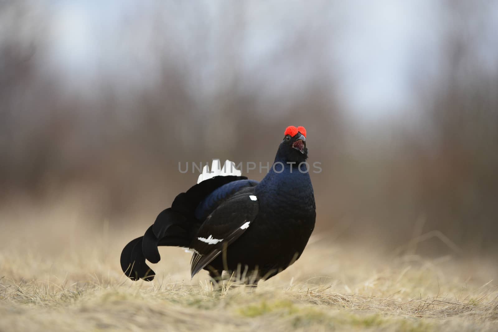 Lekking Black Grouse ( Lyrurus tetrix) Portrait. Early morning. 