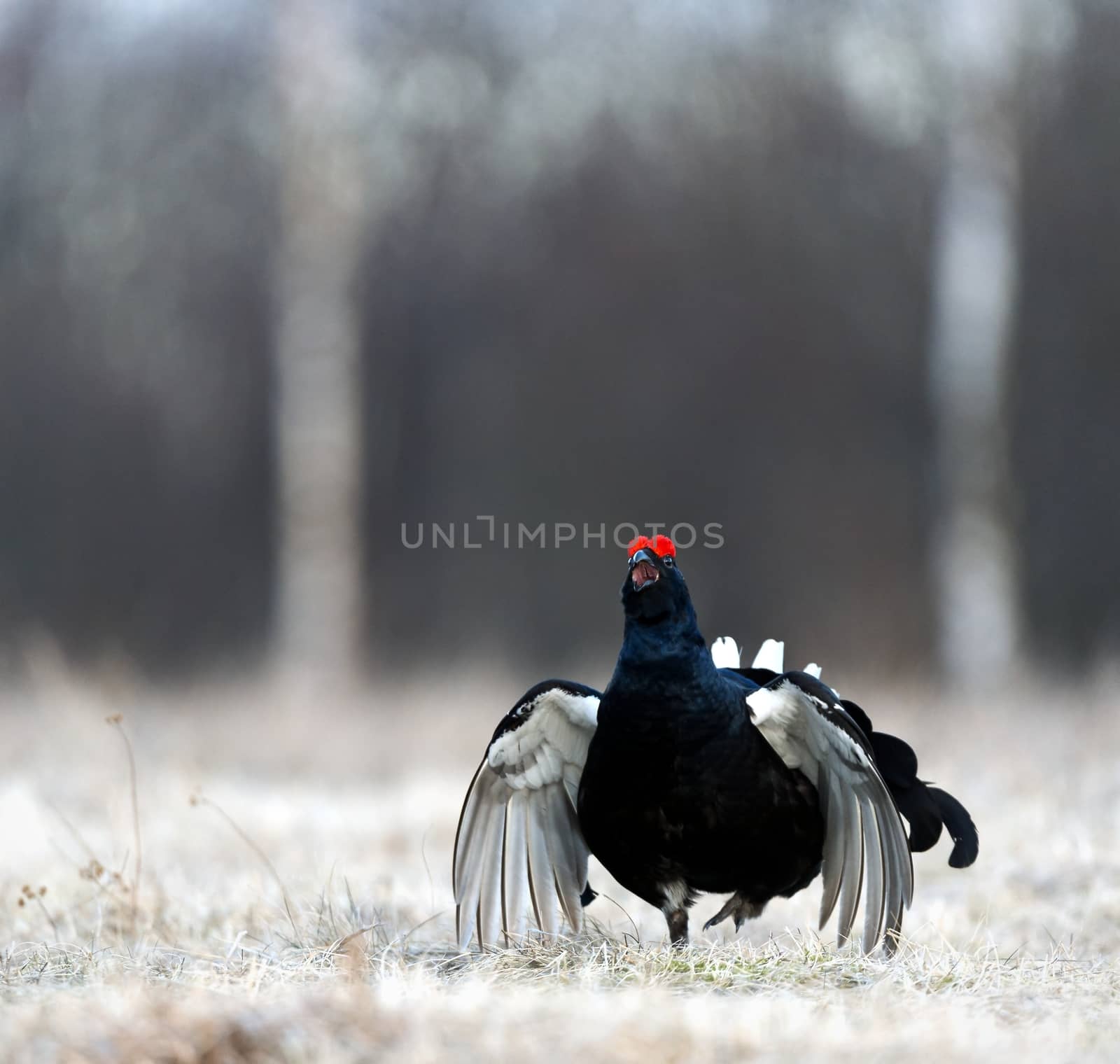 Lekking Black Grouse ( Lyrurus tetrix) portrait.  by SURZ