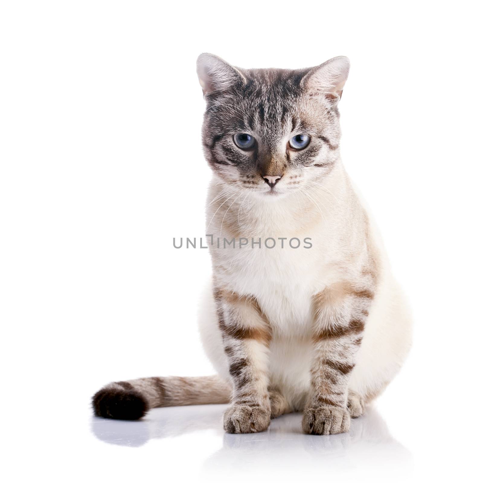 Beautiful striped cat with blue eyes. by Azaliya