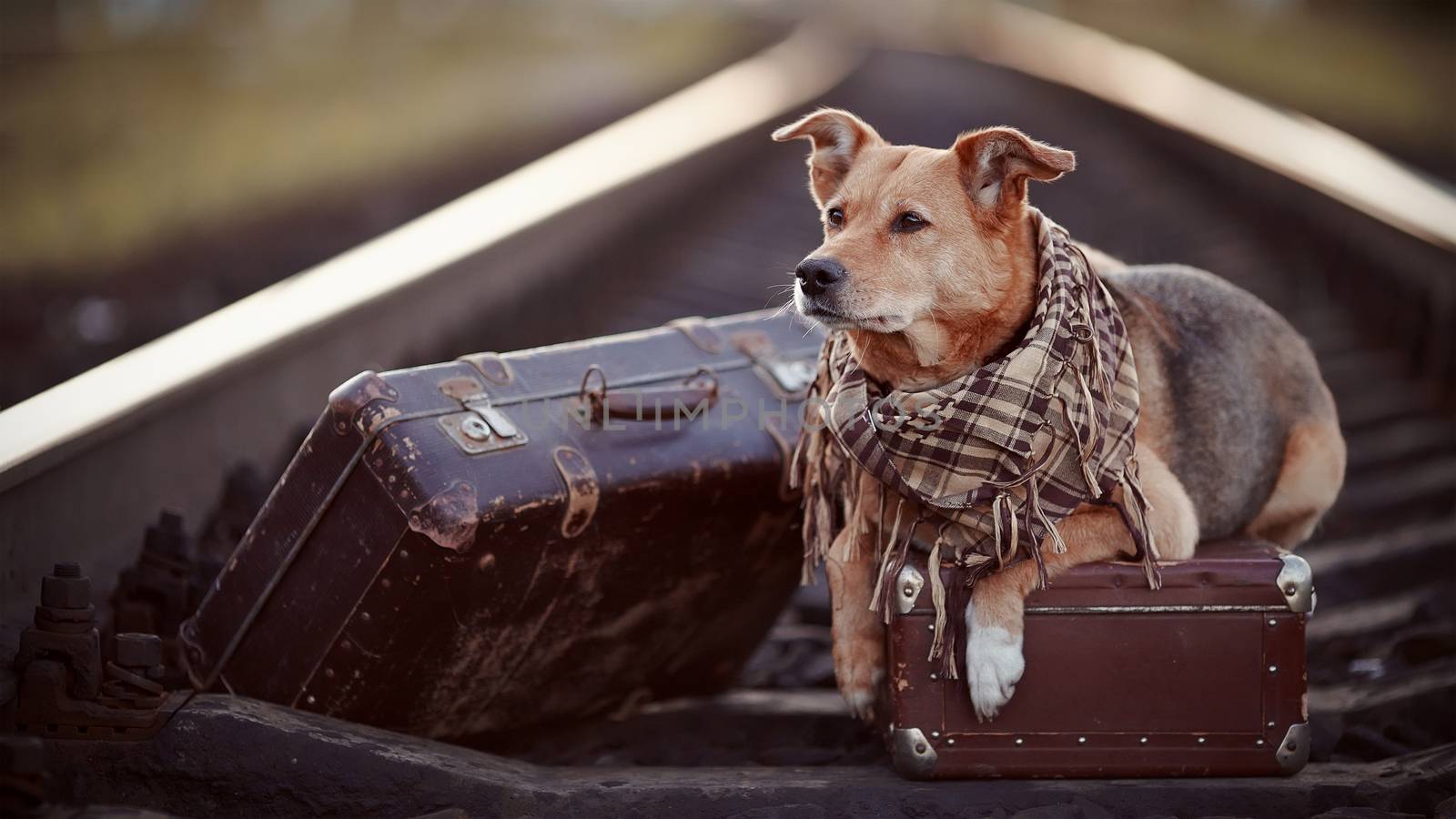 Dog on rails with suitcases. by Azaliya