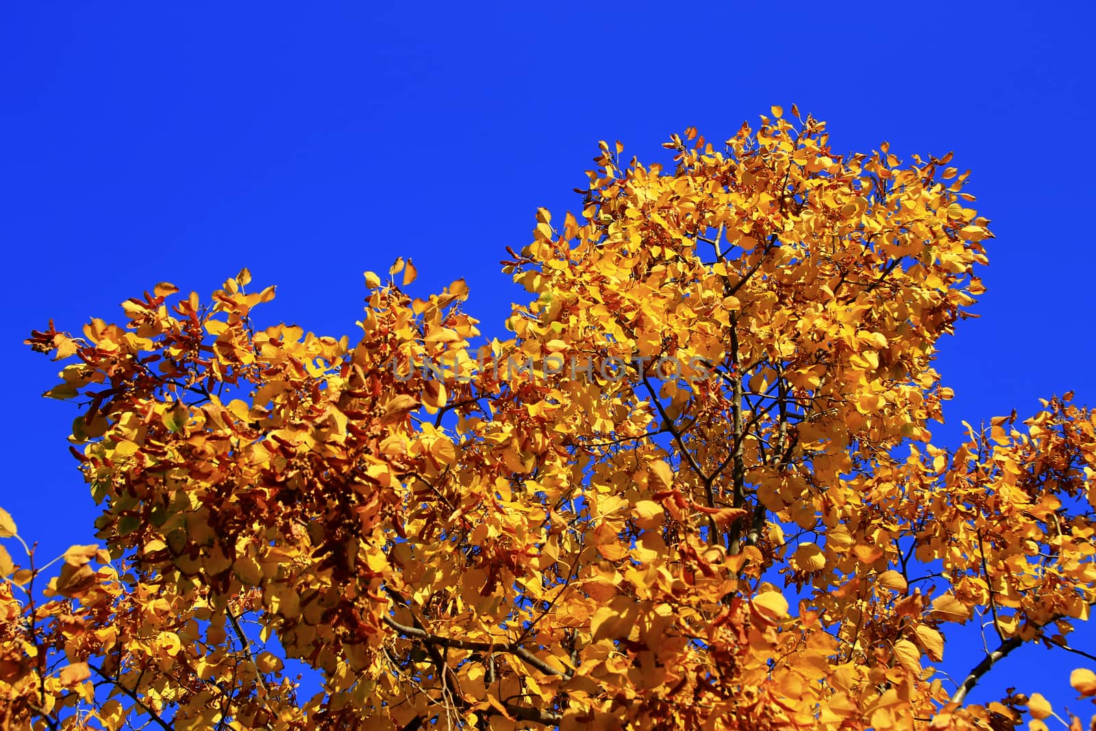 Yellow autumn leaves on the branches against blue sky