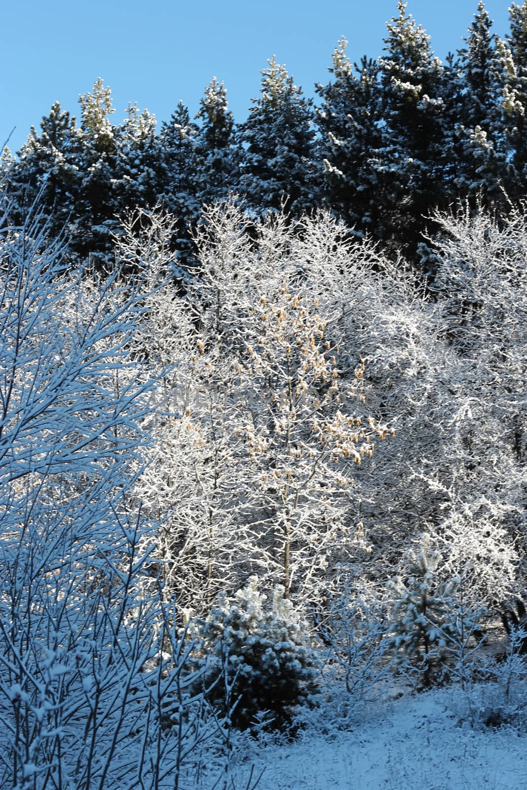 Trees covered with hoarfrost and snow in mountains