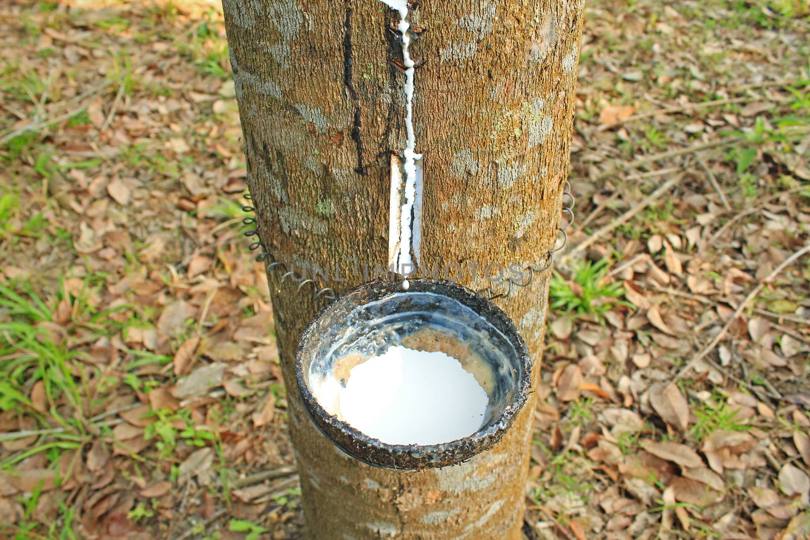Milk of rubber tree, Thailand by foto76