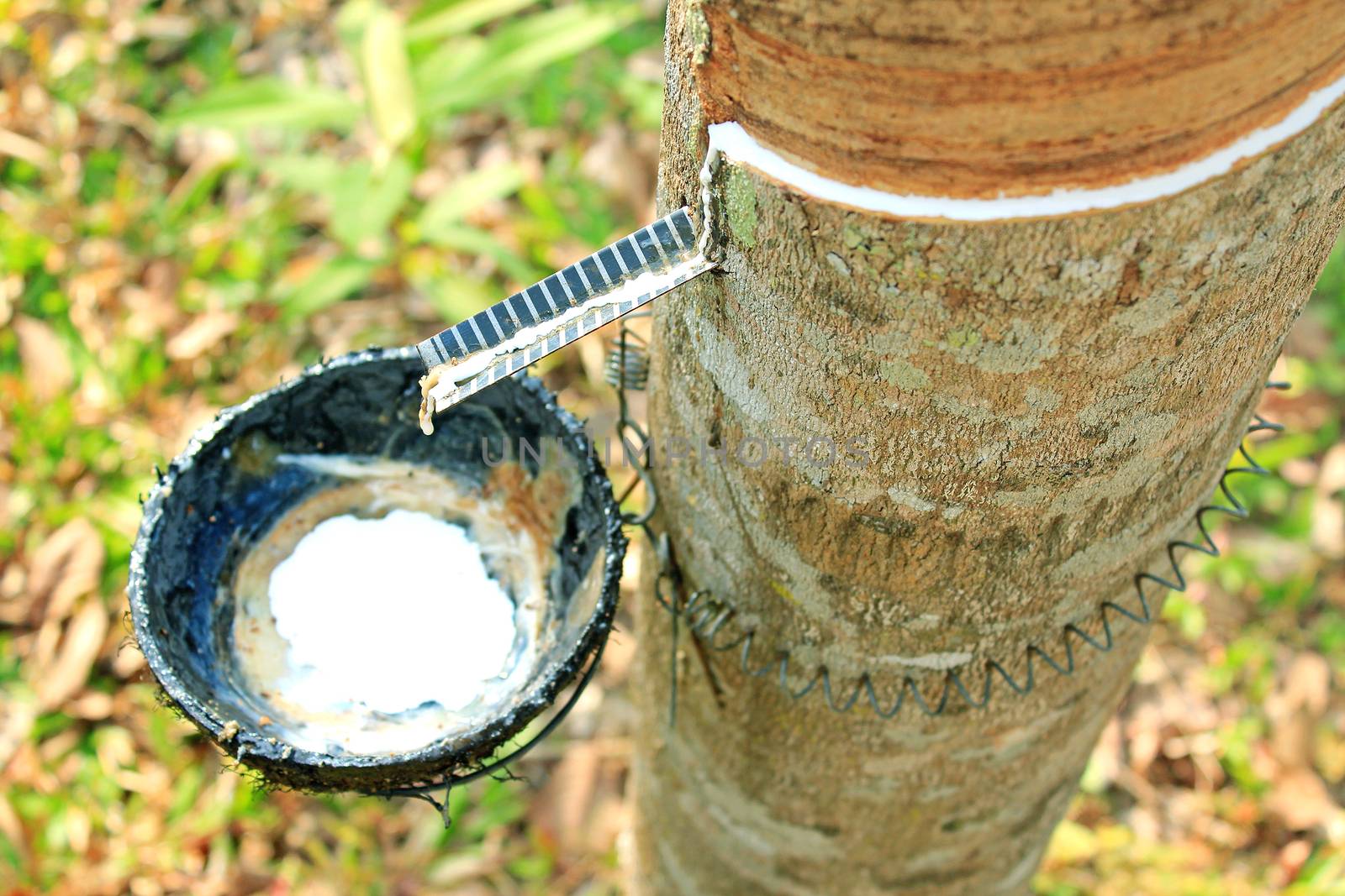 Milk of rubber tree, Thailand by foto76