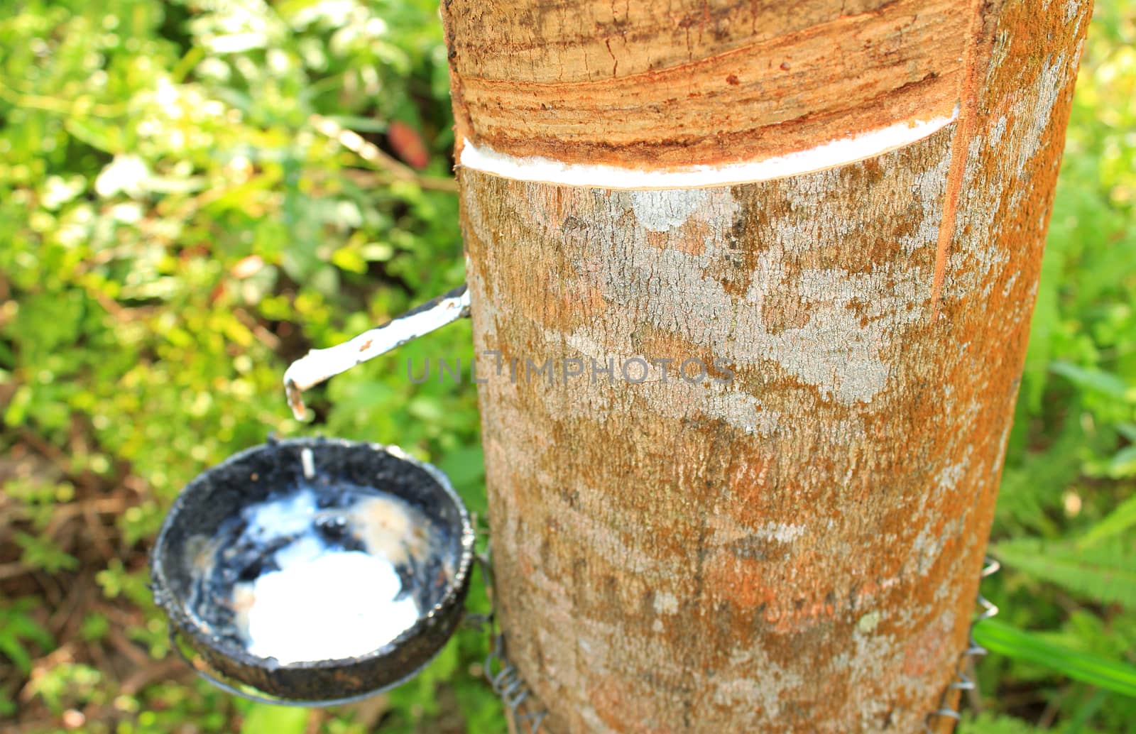 Milk of rubber tree, Thailand