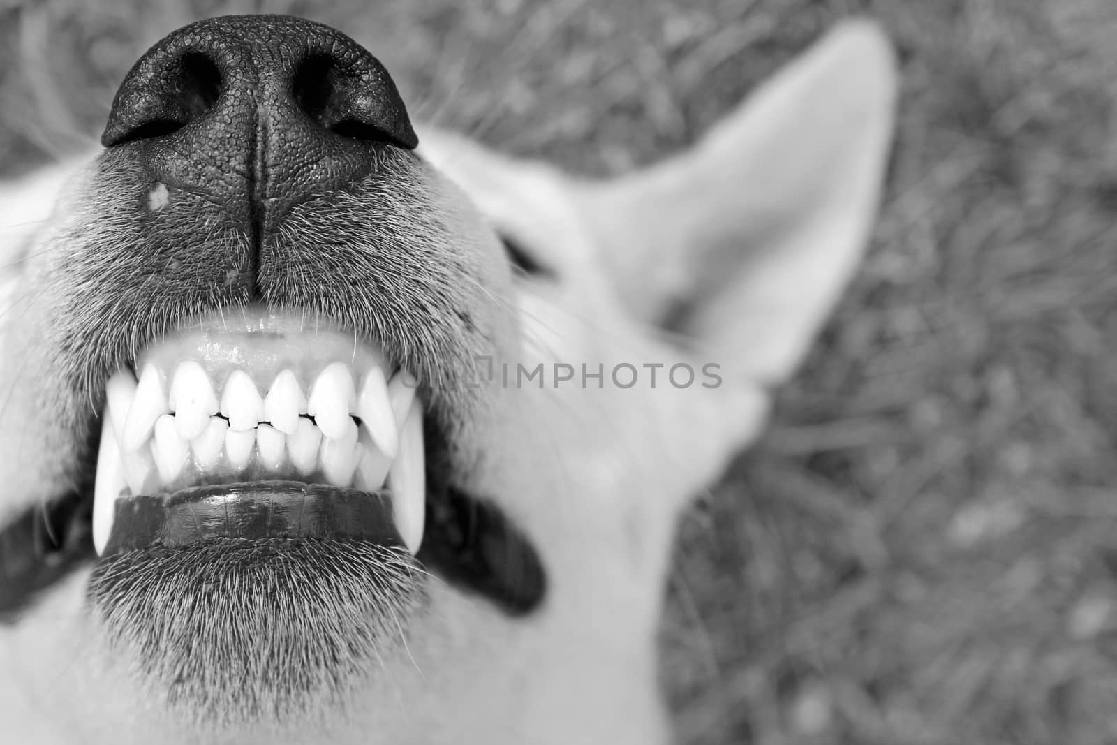 Dog with huge smile by foto76