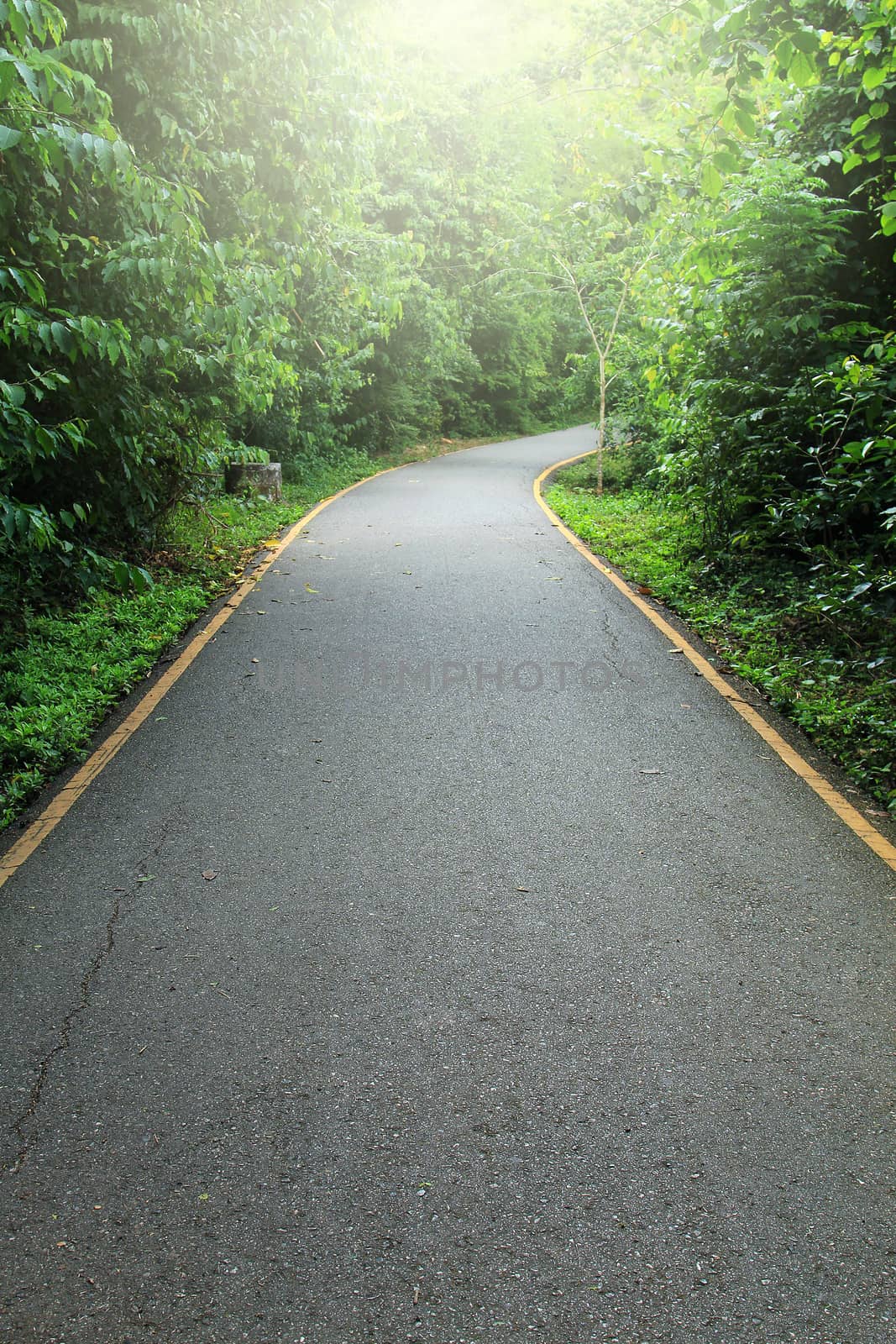 Road to tropical forest