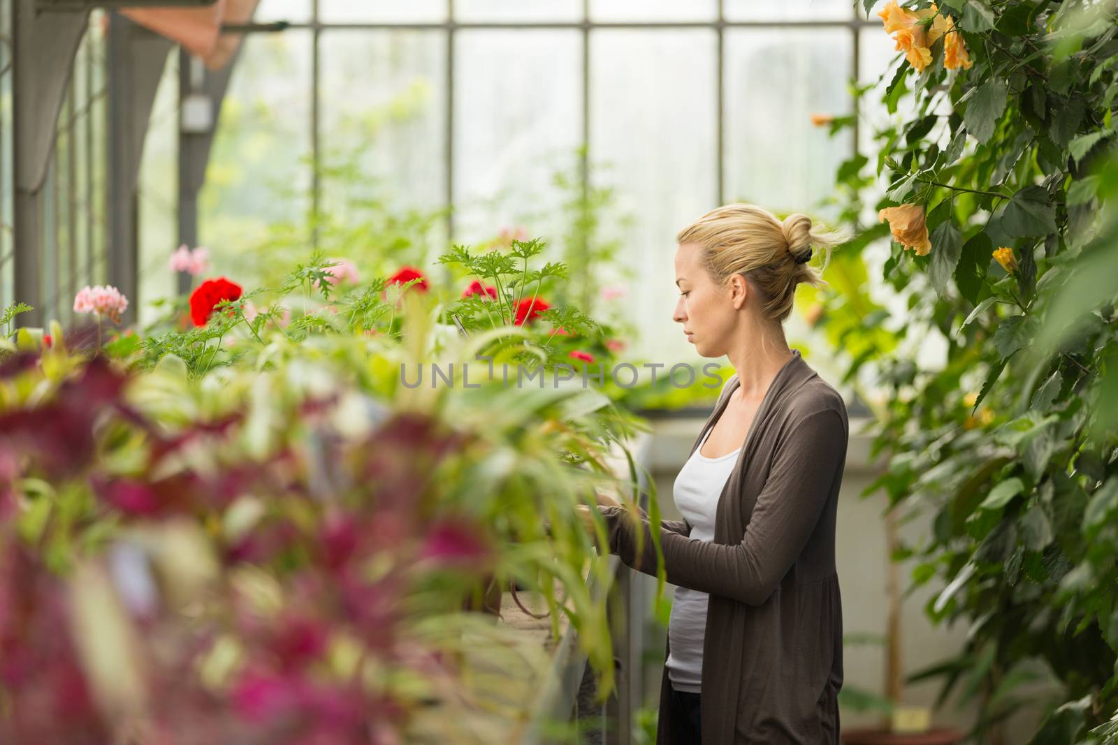 Florists woman working in greenhouse.  by kasto