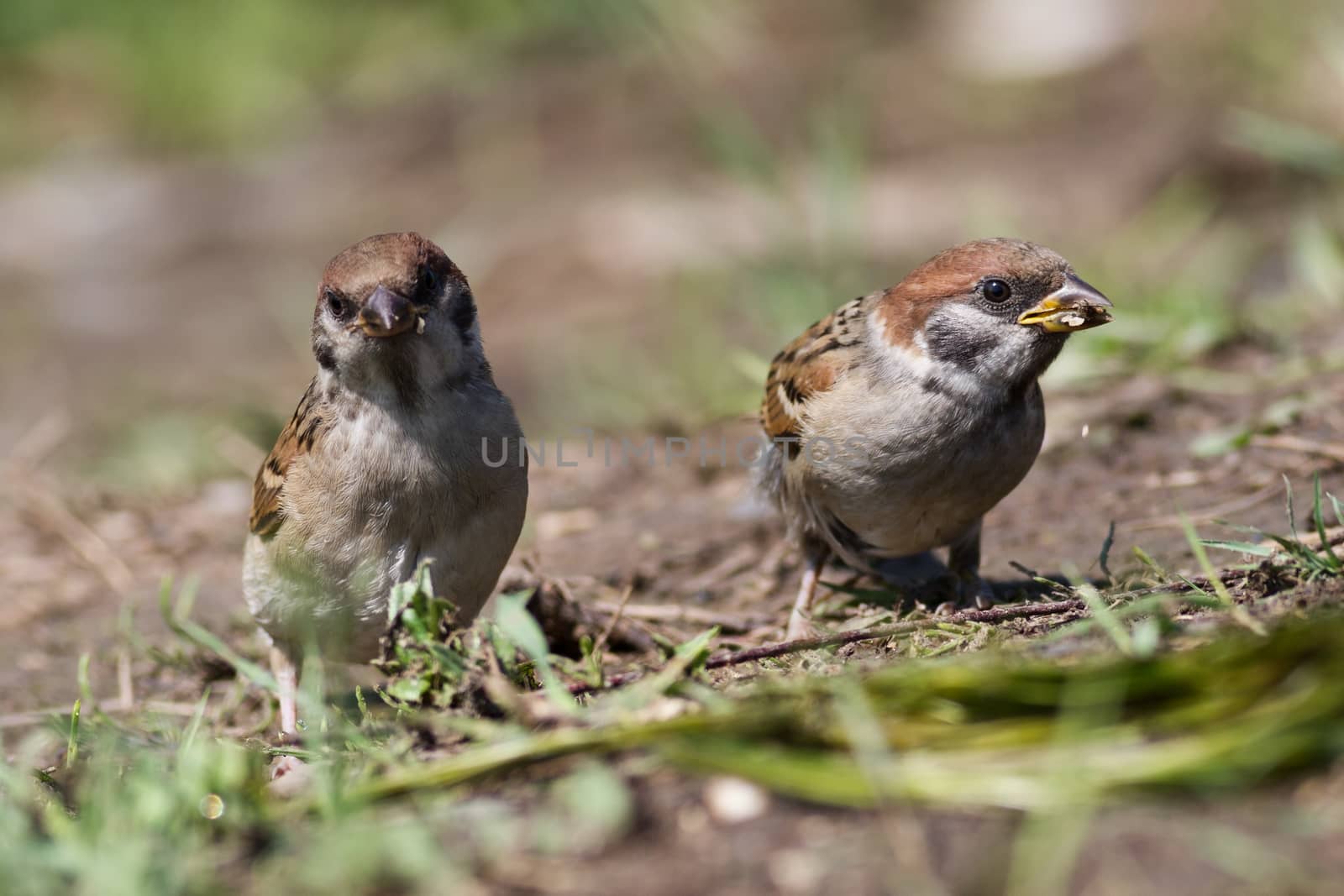 Tree sparrow, Passer montanus by Ohotnik