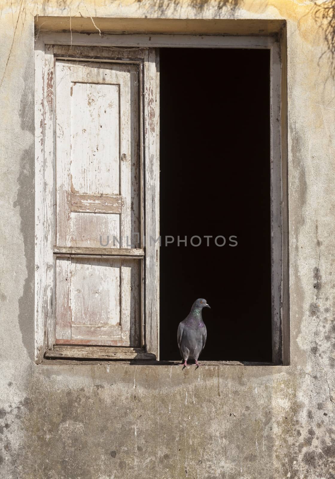 Pigeon by Onigiristudio