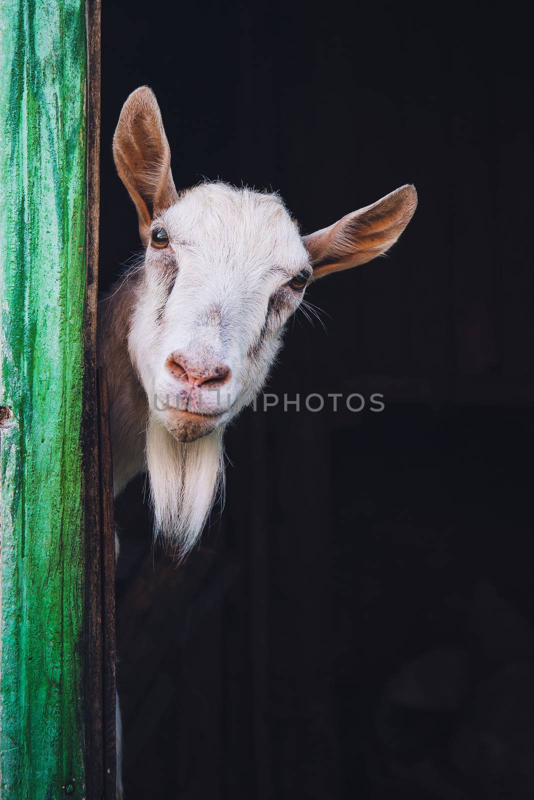 curious hornless goat by zhu_zhu