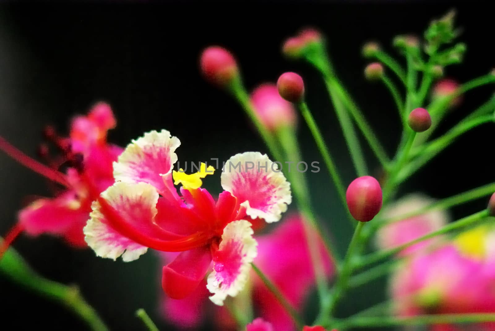 Nice pink flower close up