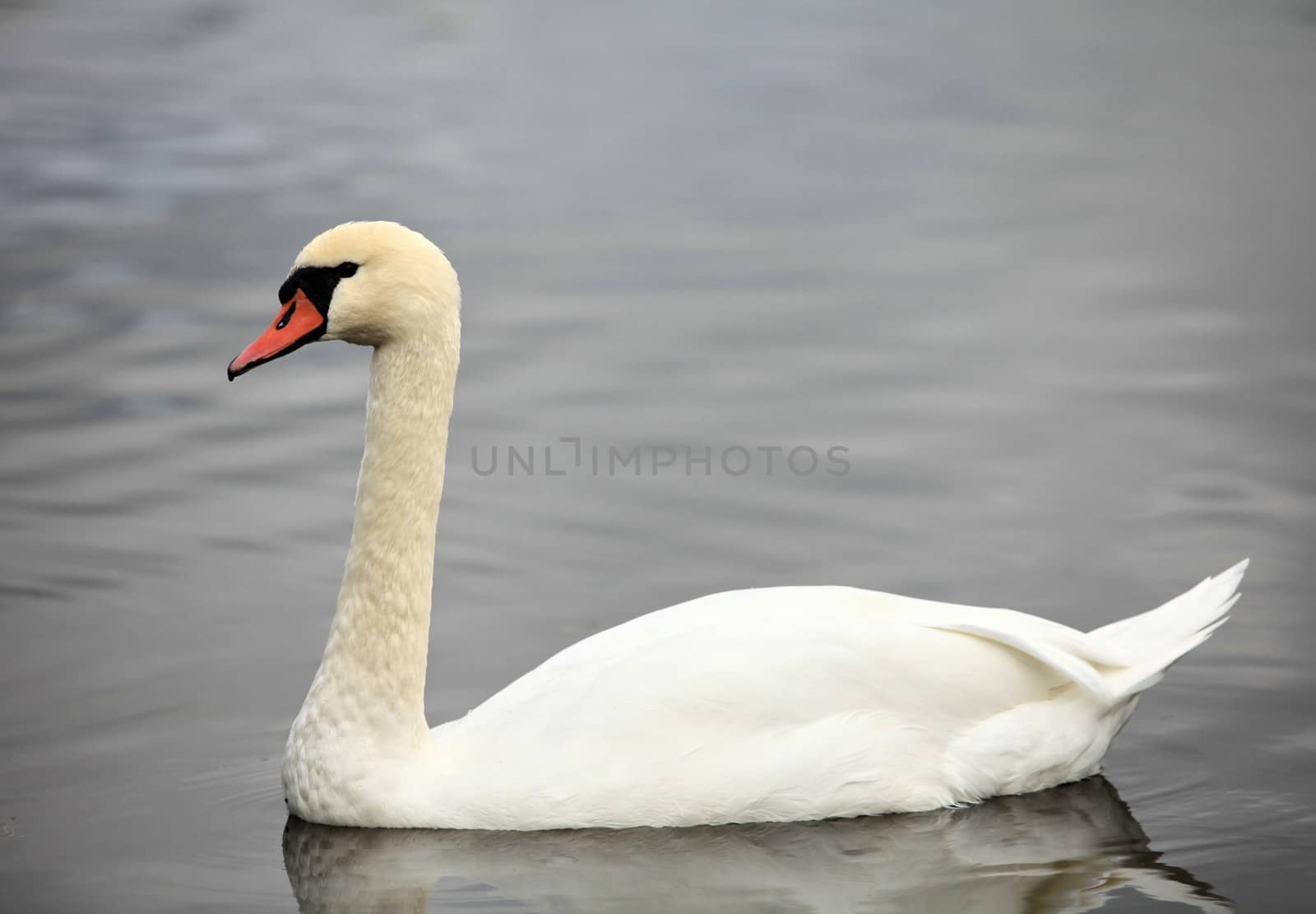 swan screamer pure white angel