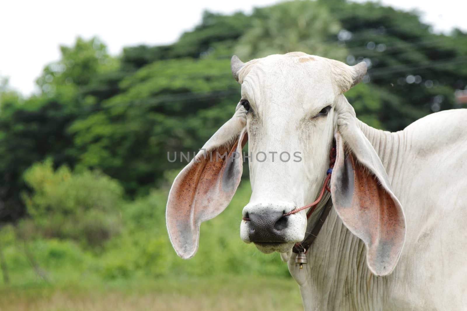 Head of cow against a pasture