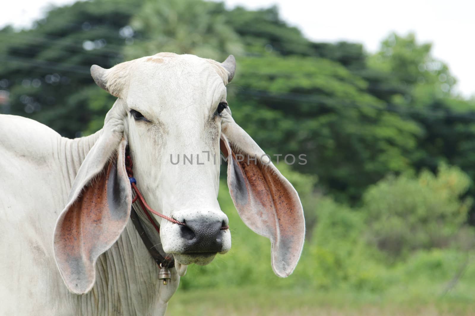 Head of cow against a pasture