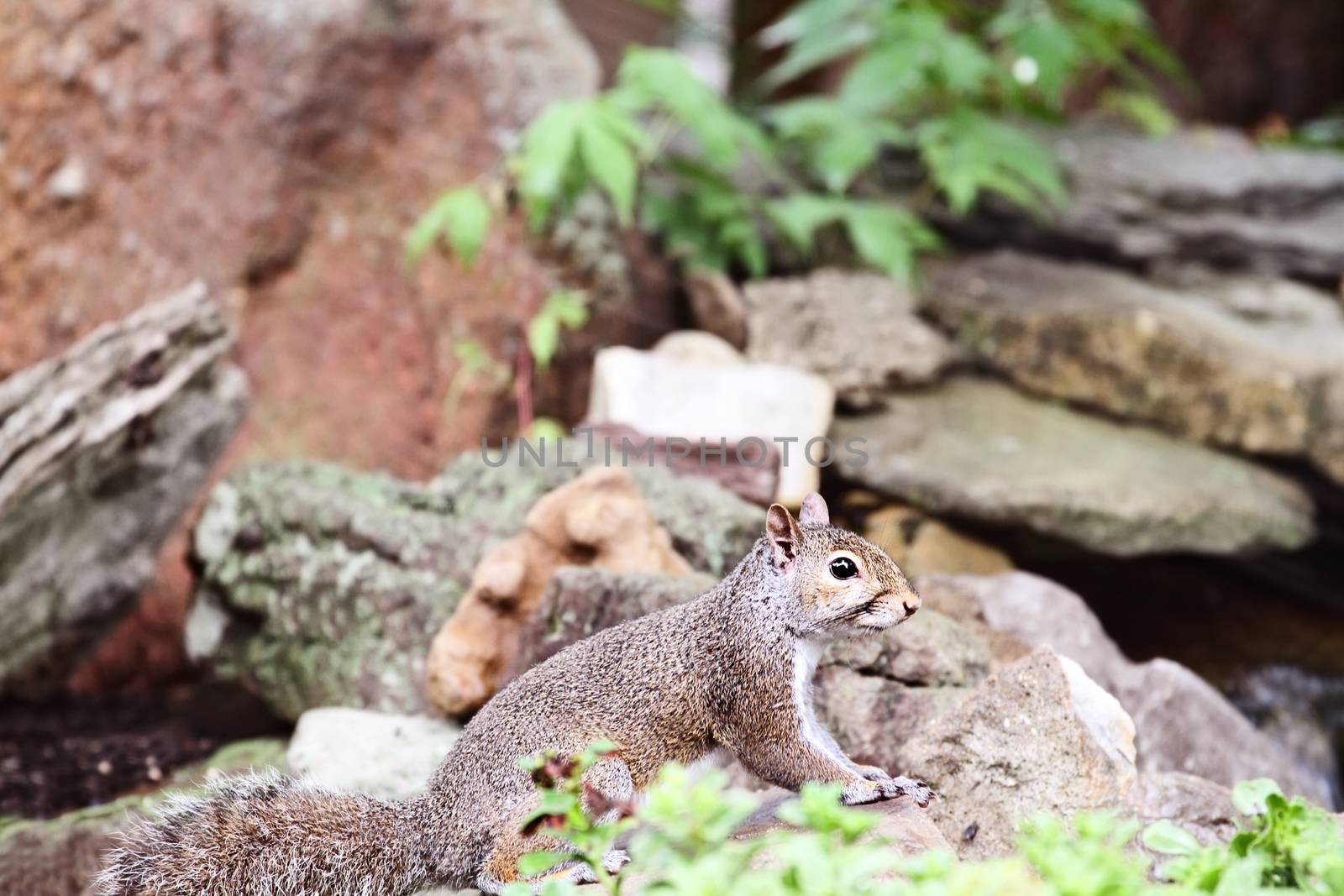 Eastern Grey Squirrel  by StephanieFrey