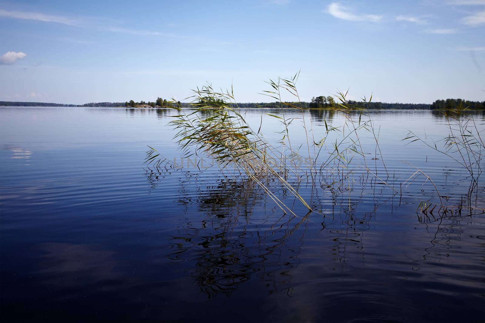 Water landscape. The lake. Beautiful landscape. Water smooth surface and the blue sky with clouds.