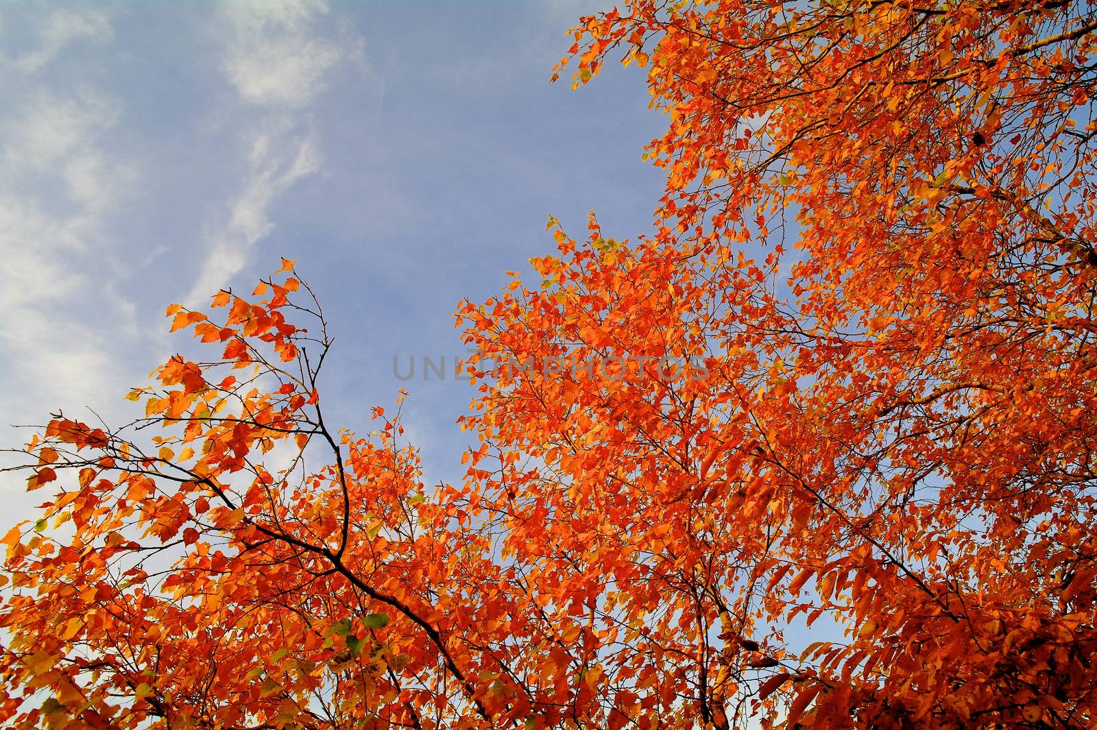 Beauty Ginger Red Autumn Birch Leaves on Cold Blue Sky background Outdoors