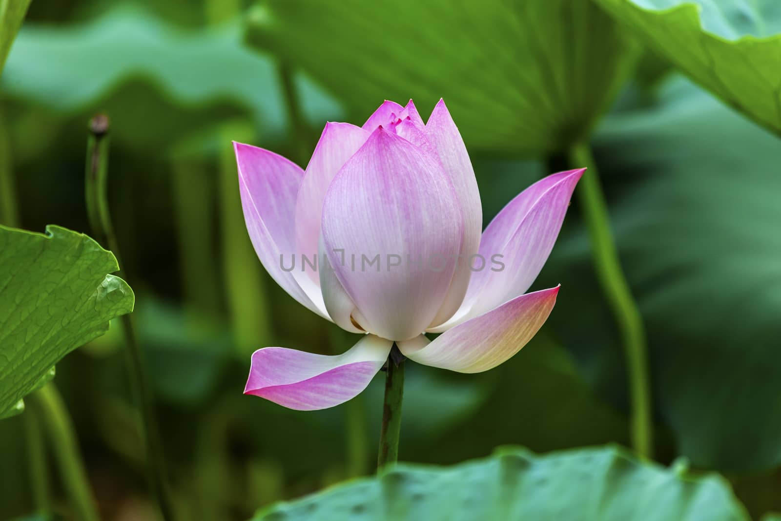 Pink Lotus Blooming and Close Up  Lotus Pond Temple of the Sun Beijing China China