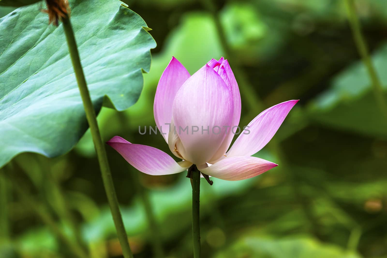 Pink Lotus Blooming and Close Up  Lotus Pond Temple of the Sun Beijing China China
