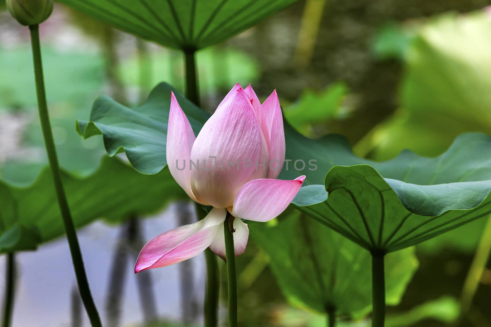 Pink Lotus Blooming Lily Pads Close Up  Lotus Pond Temple of the Sun Beijing China China