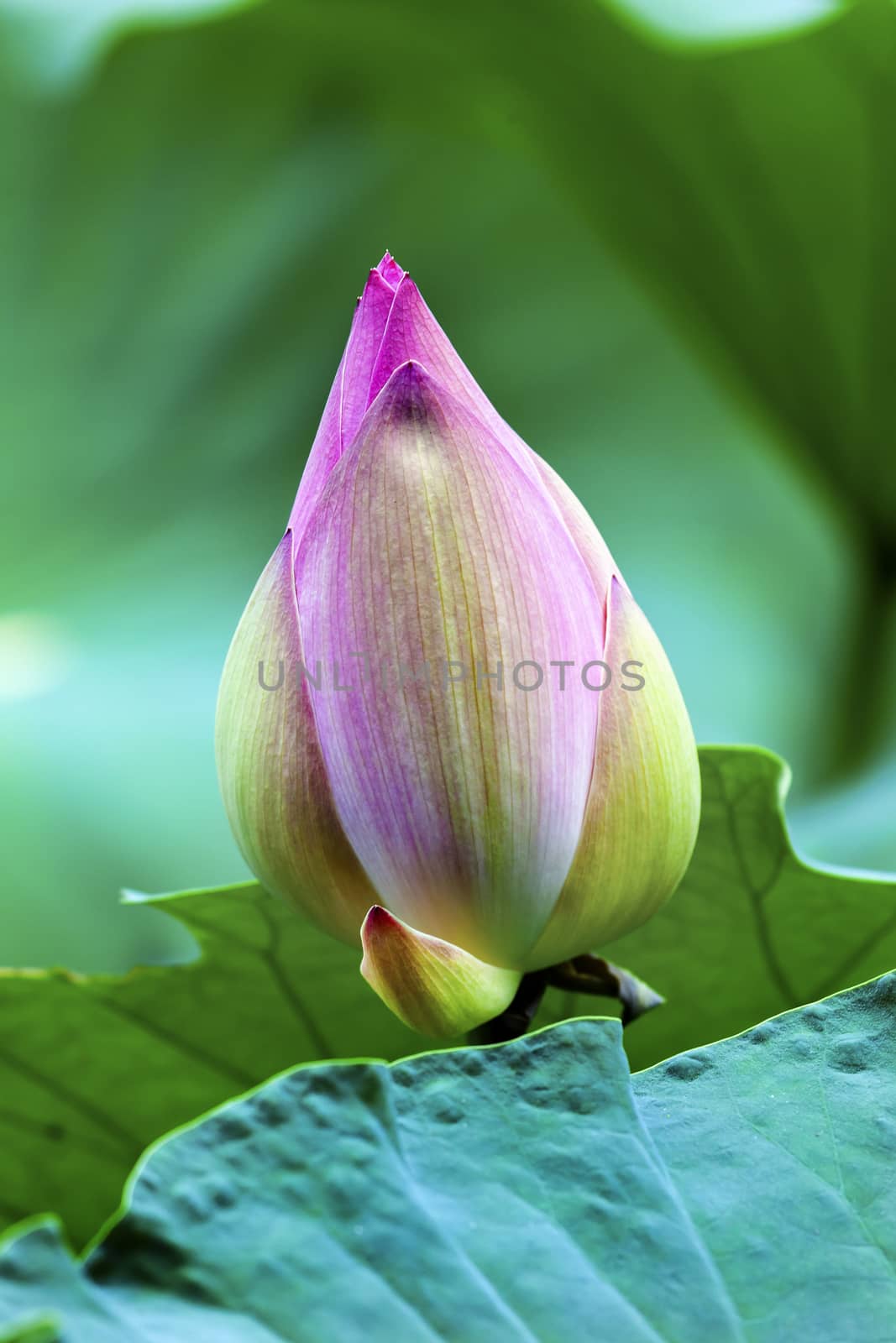 Pink Lotus Bud Pond Temple Sun Close Up Beijing China by bill_perry