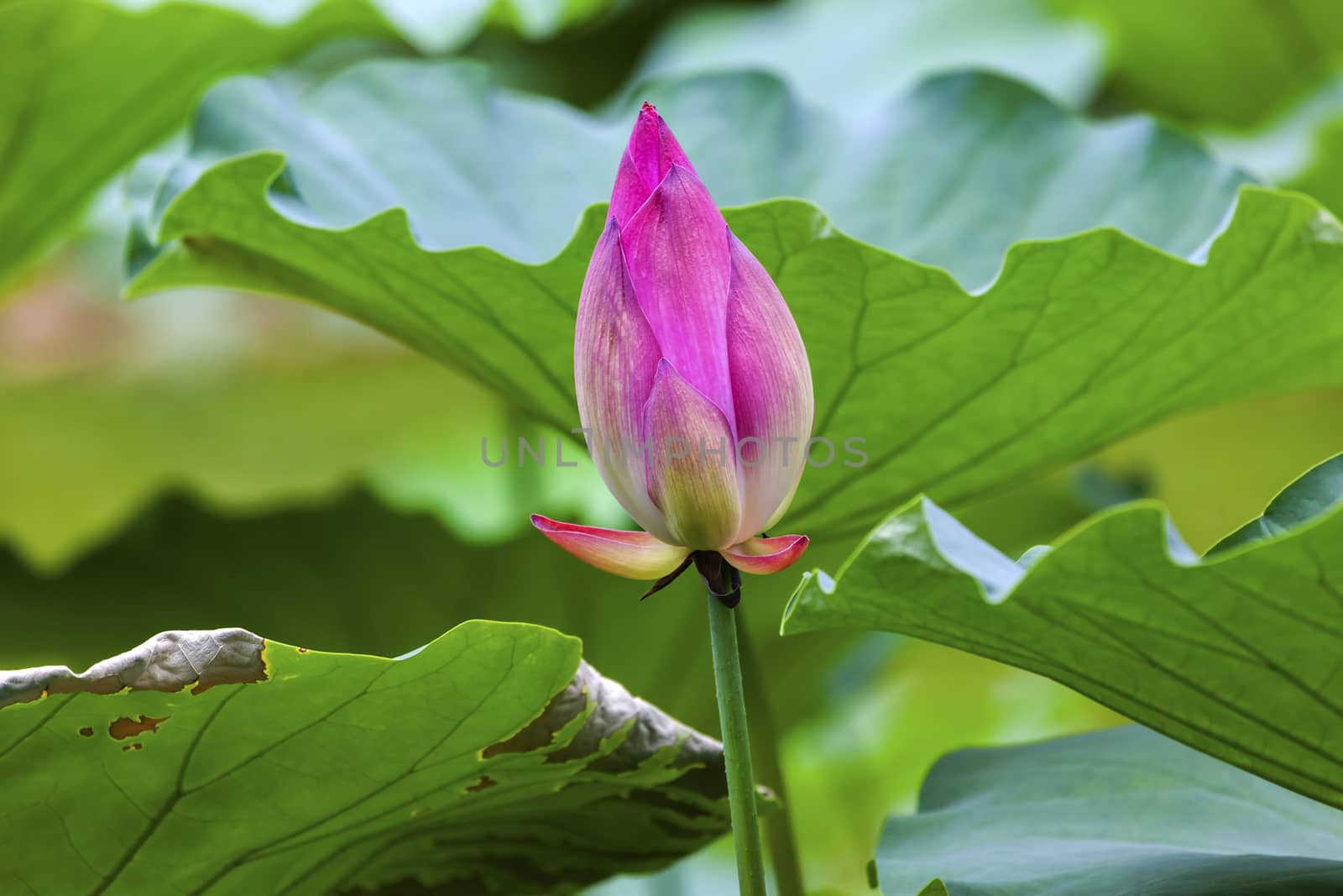 Pink Lotus Bud  Lily Pads Close Up  Lotus Pond Temple of the Sun Beijing China China
