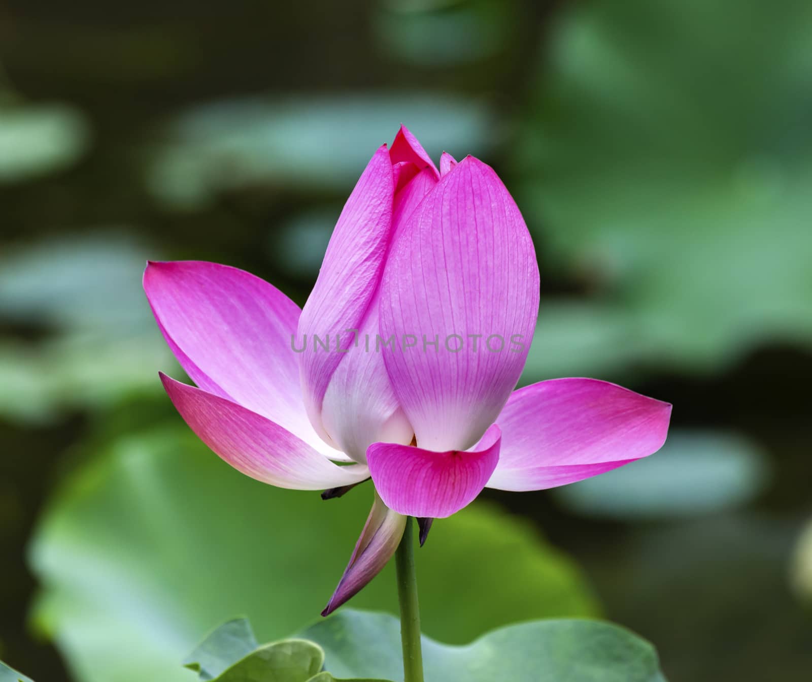 Pink Lotus Bud Pond Temple Sun Beijing China by bill_perry