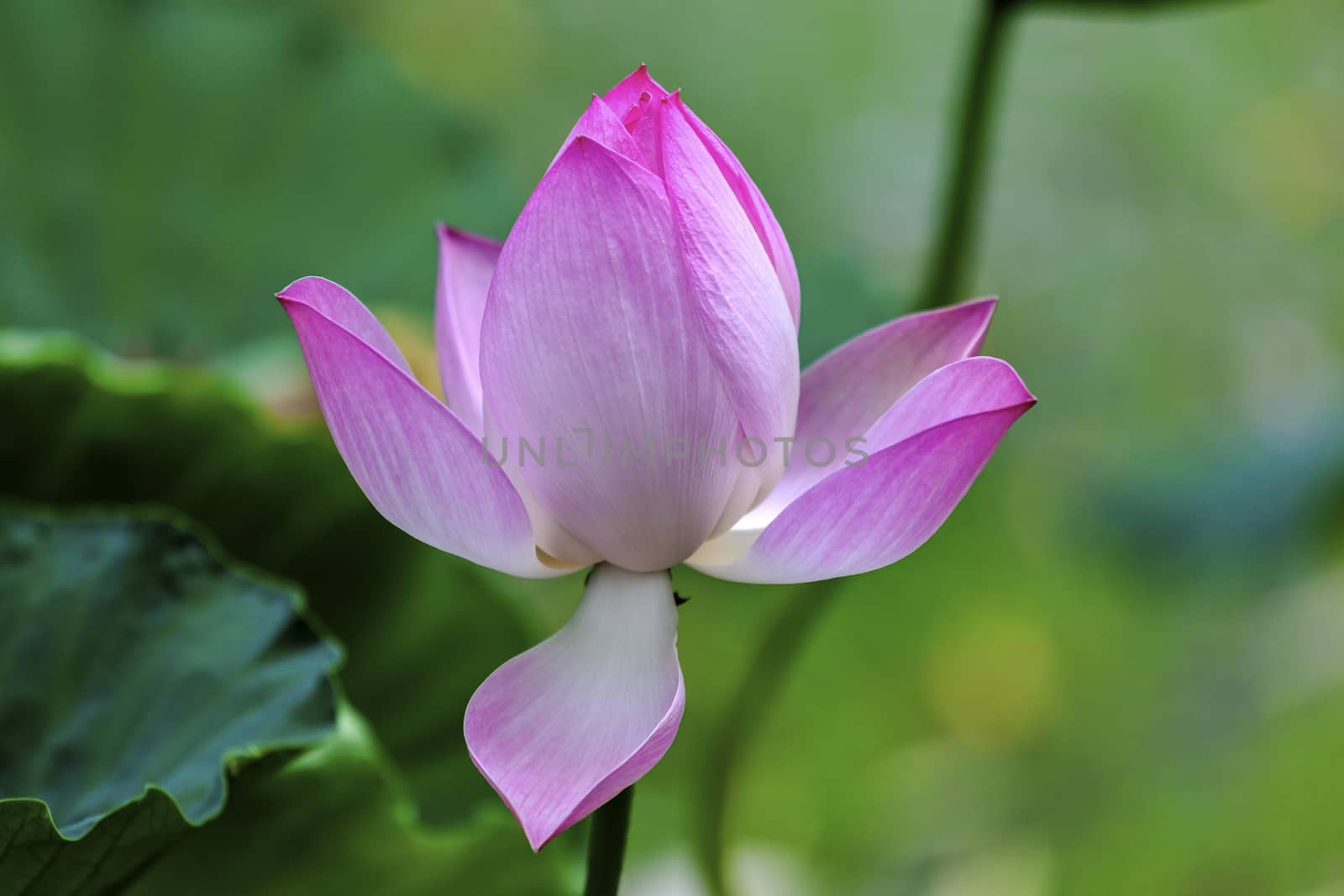 Pink Lotus Blooming and Close Up  Lotus Pond Temple of the Sun Beijing China China