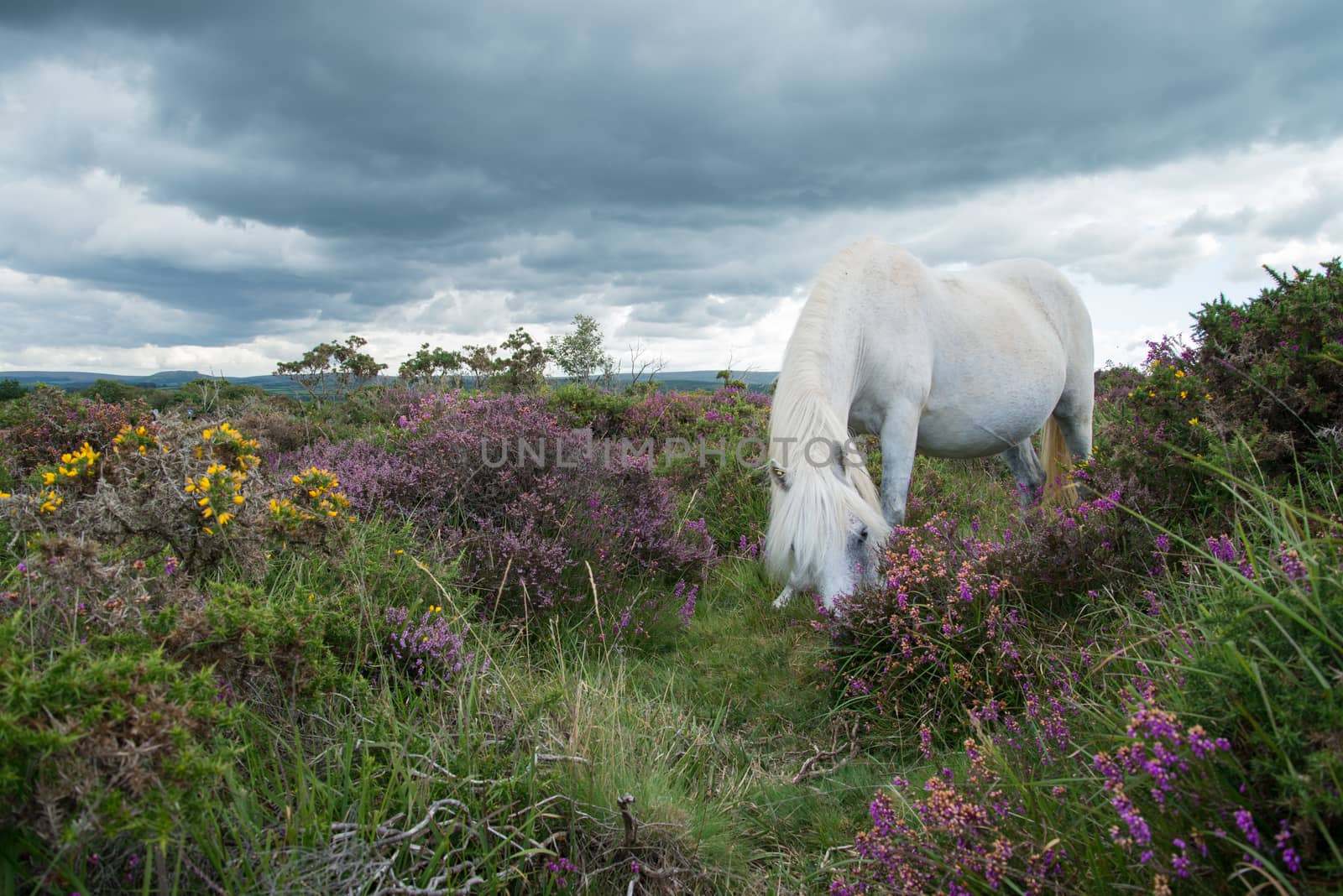 Wild white pony horse grazing on flowering heather purple flowers in moors step in Devon Dartmoor National Park