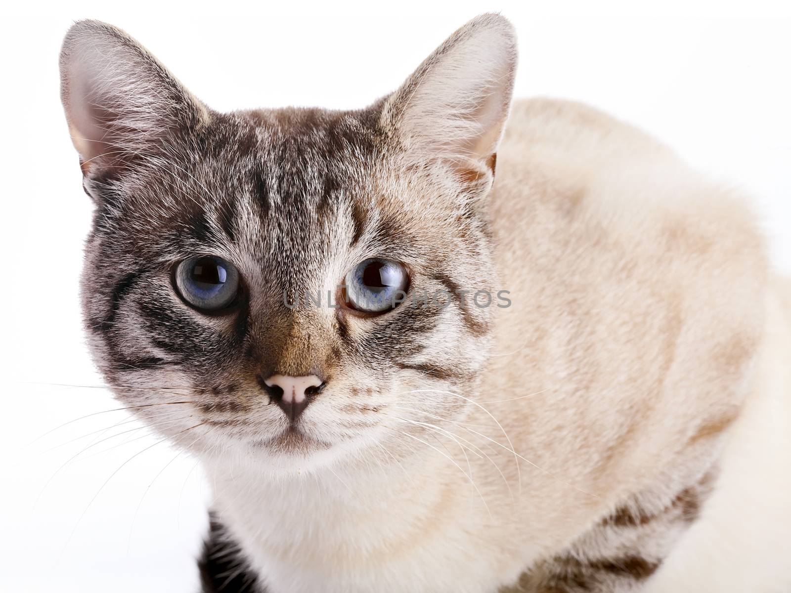 Portrait of a striped cat with blue eyes. by Azaliya