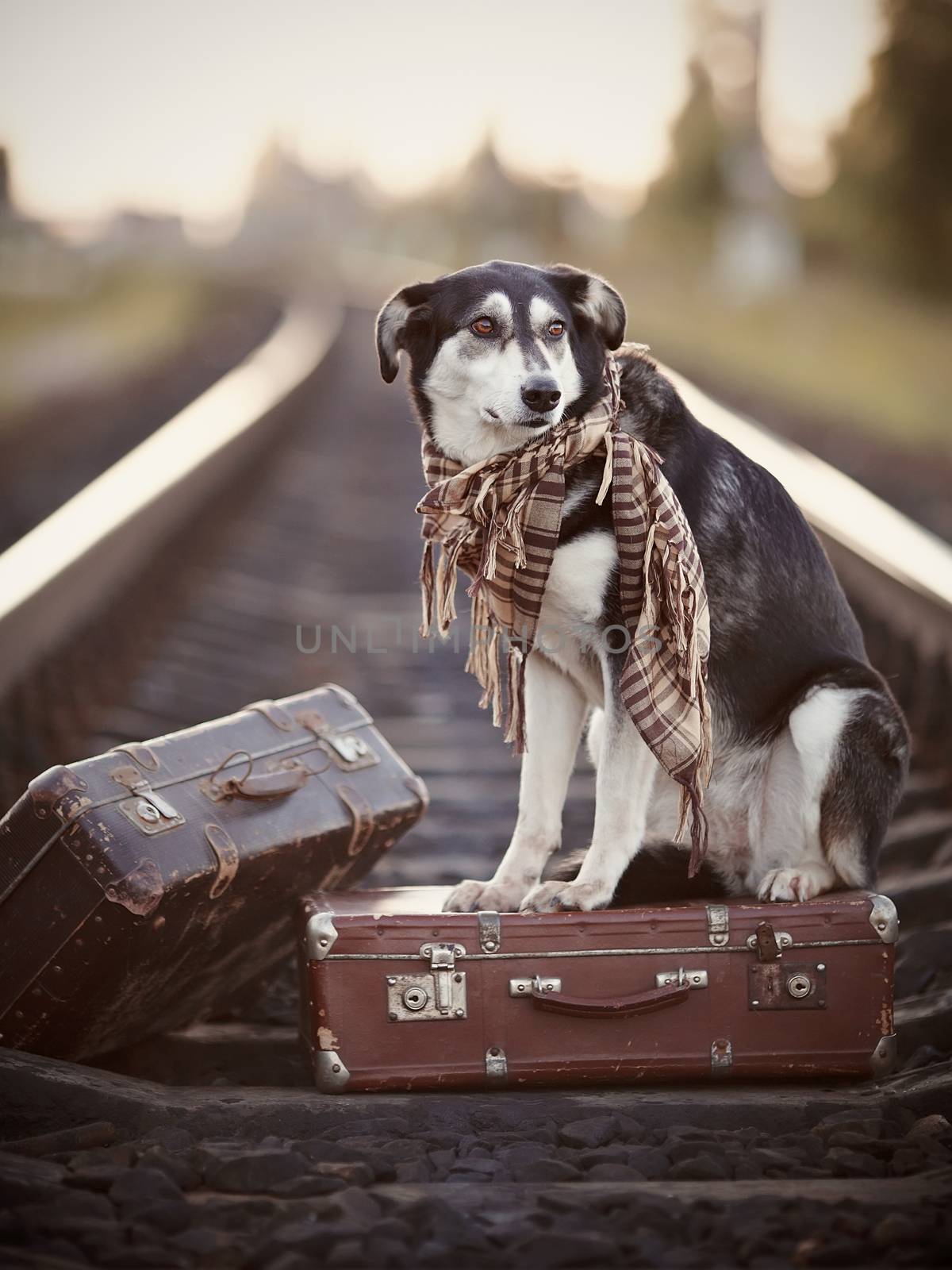 Black-and-white dog sits on a suitcase on rails by Azaliya