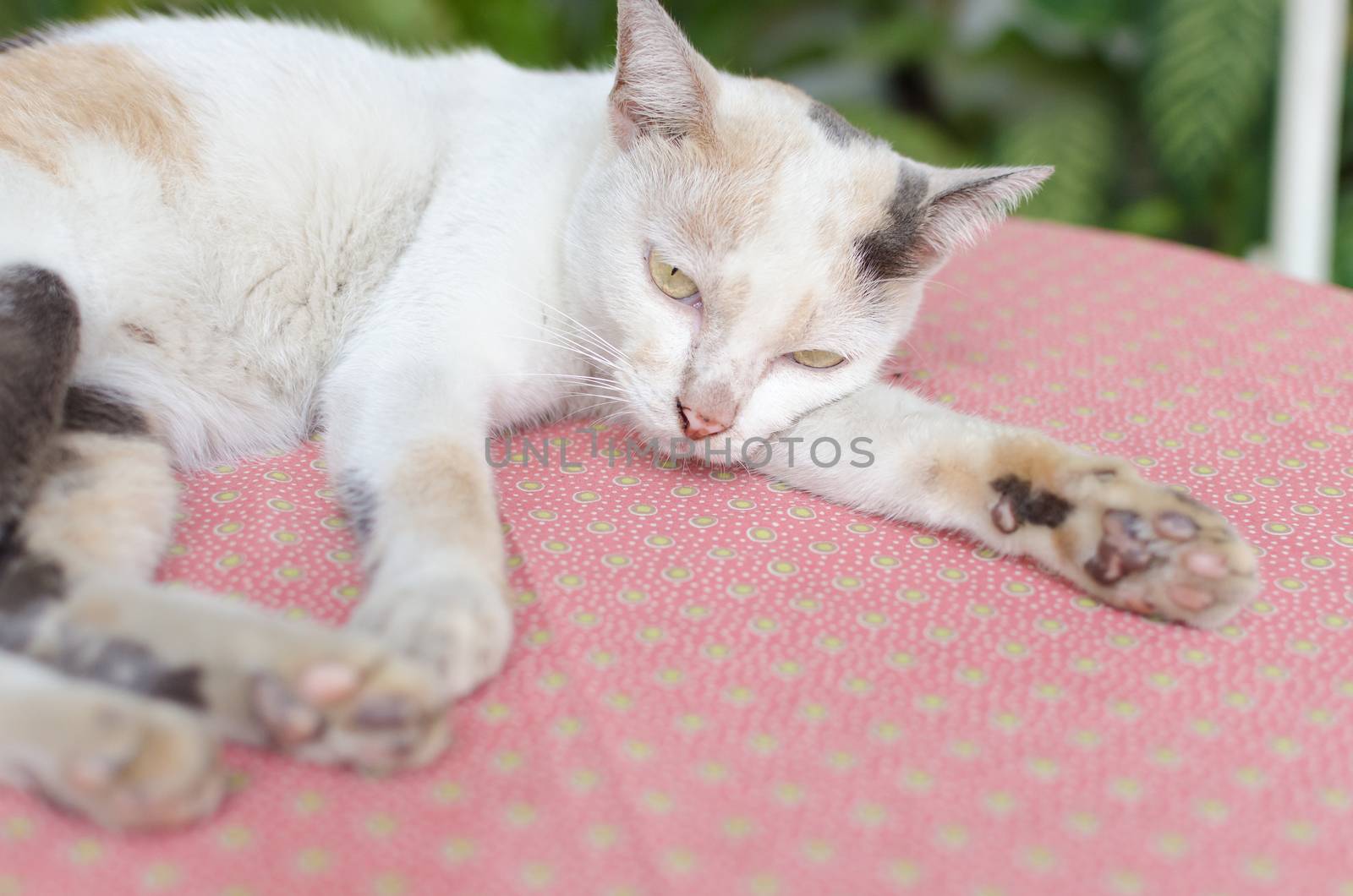 Little white kitten portrait up on pink table and green nature background.